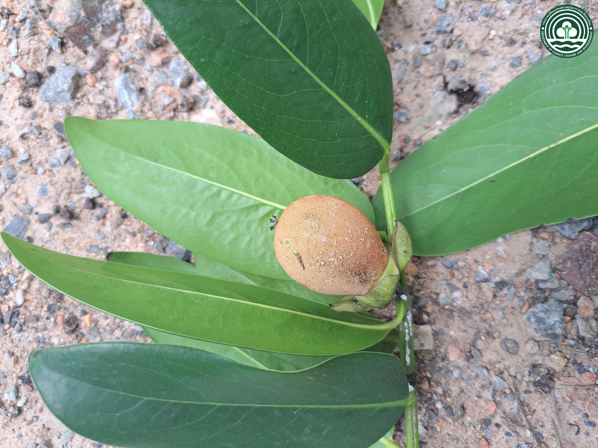 Diospyros malabarica