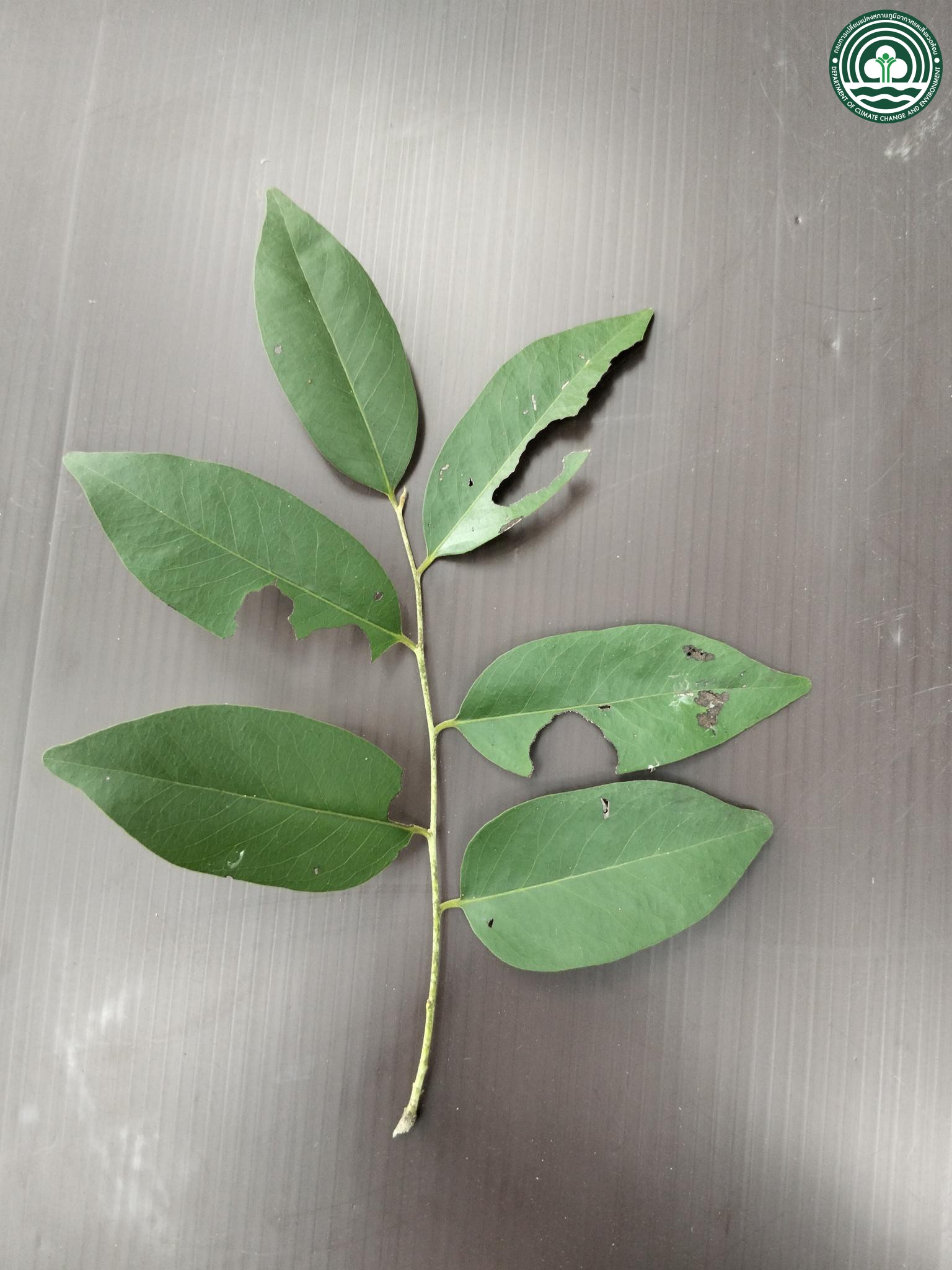 Diospyros mollis