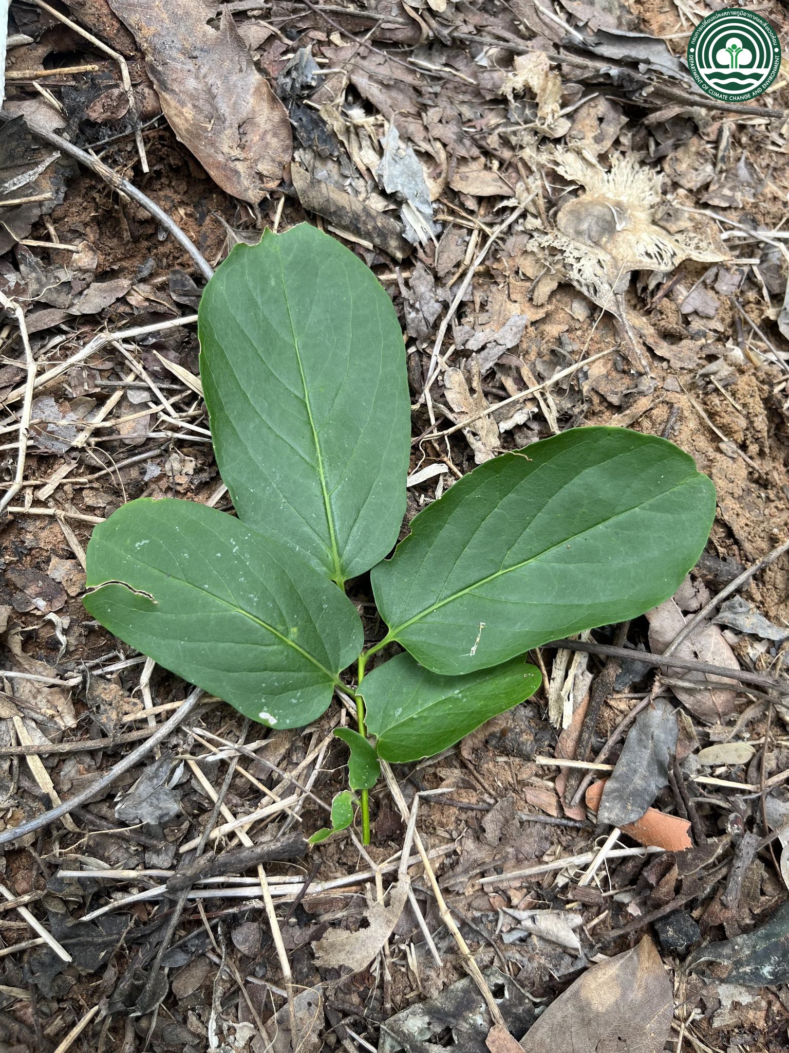 Diospyros montana