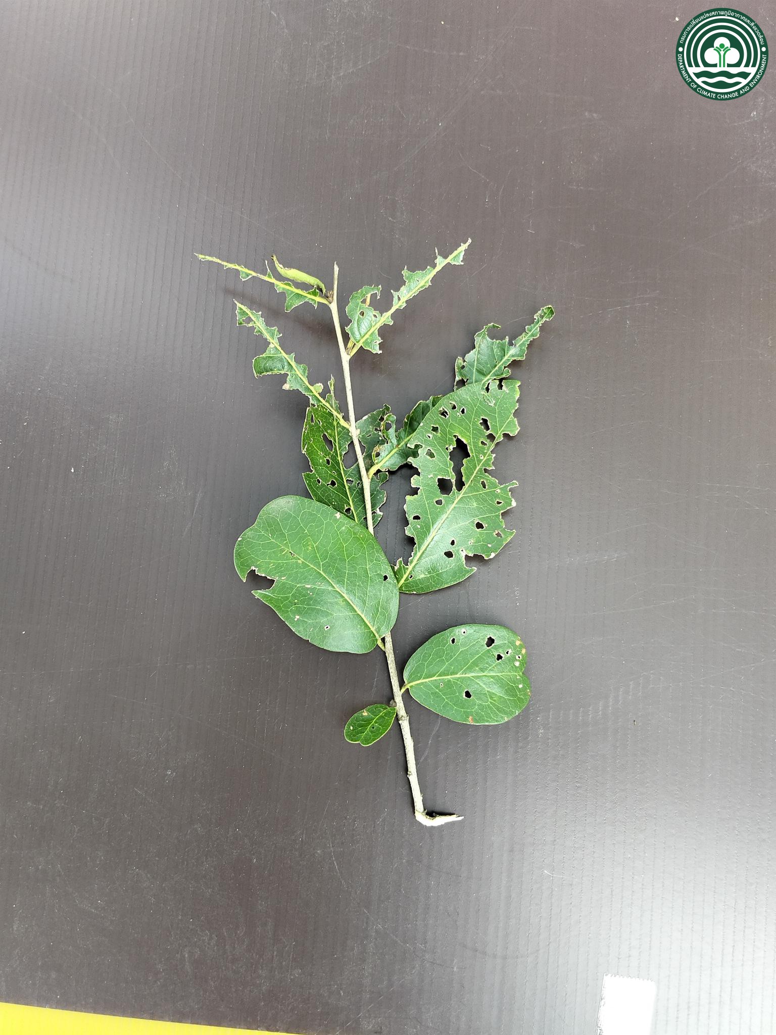 Diospyros rhodocalyx