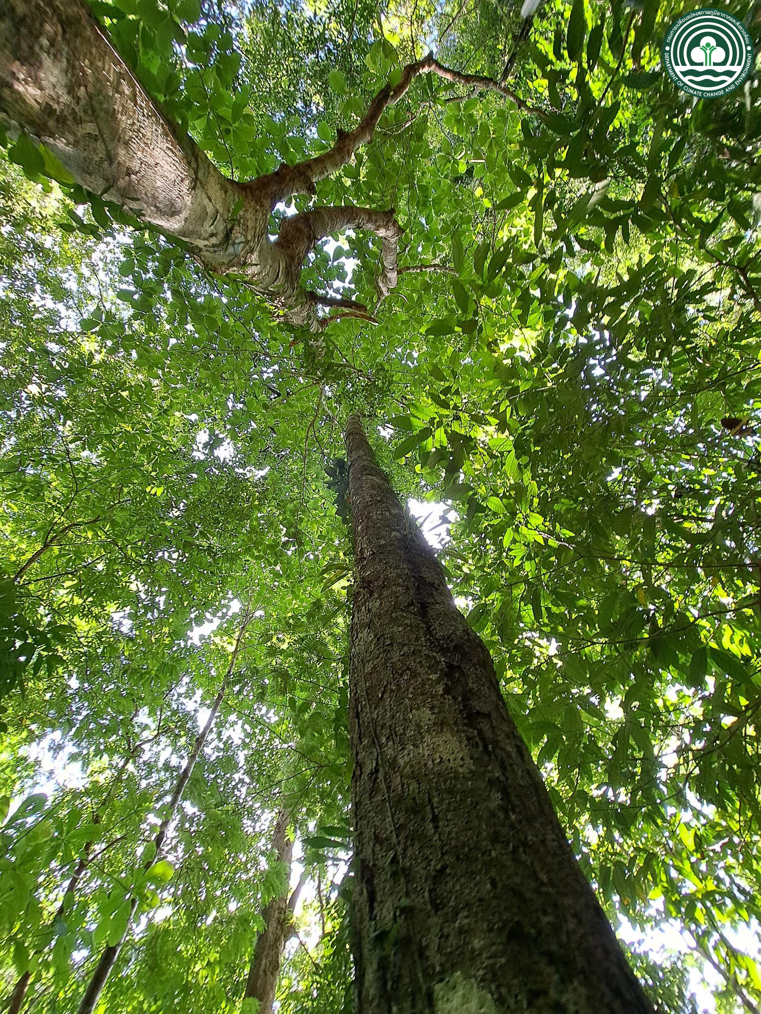 Diospyros transitoria