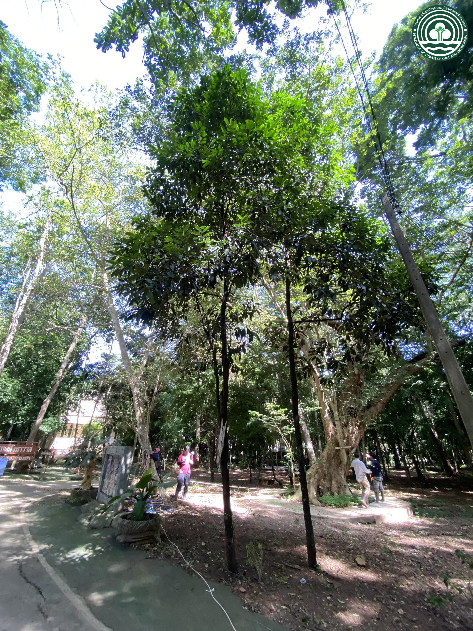 Diospyros variegata