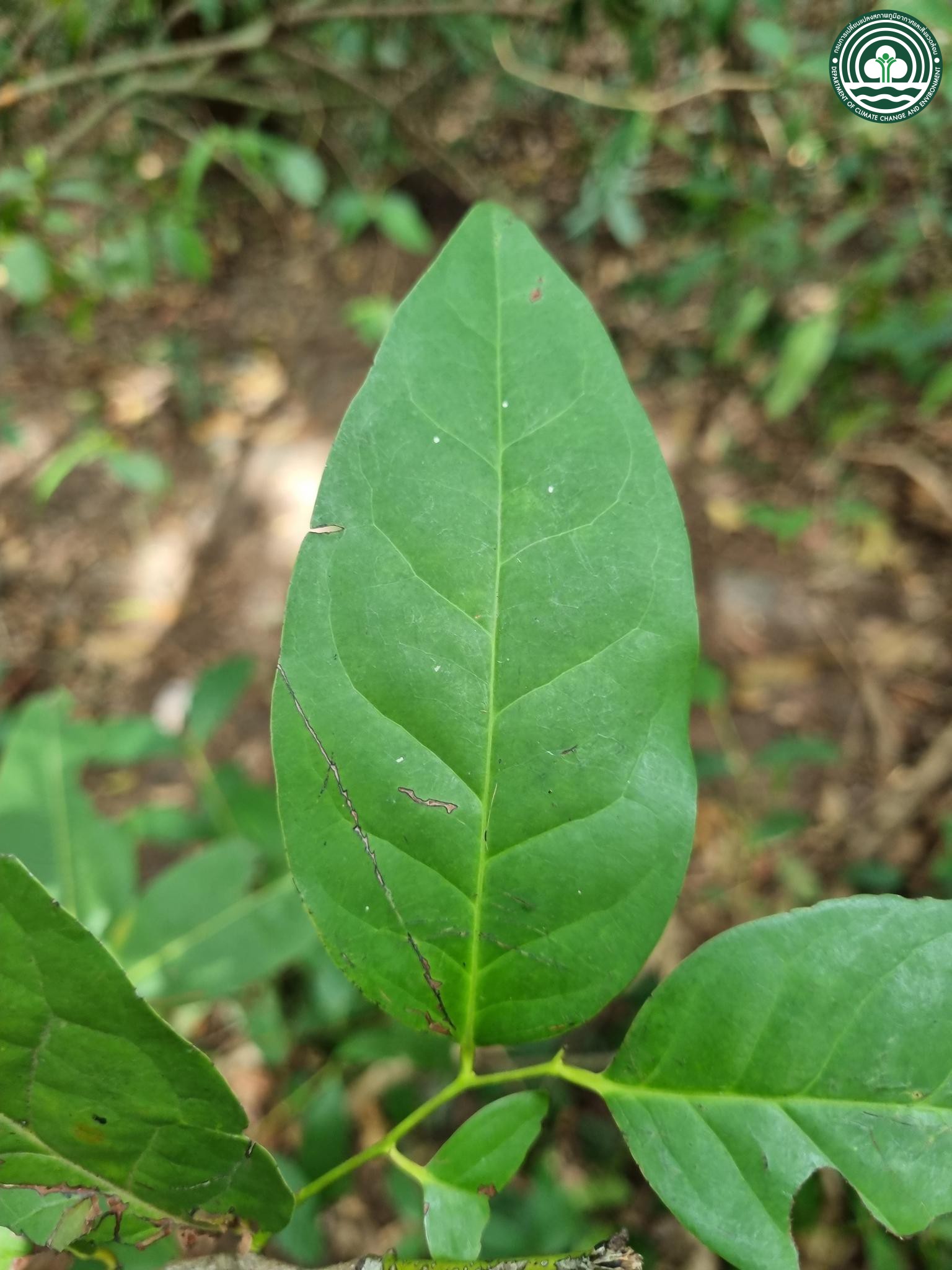 Diospyros venosa