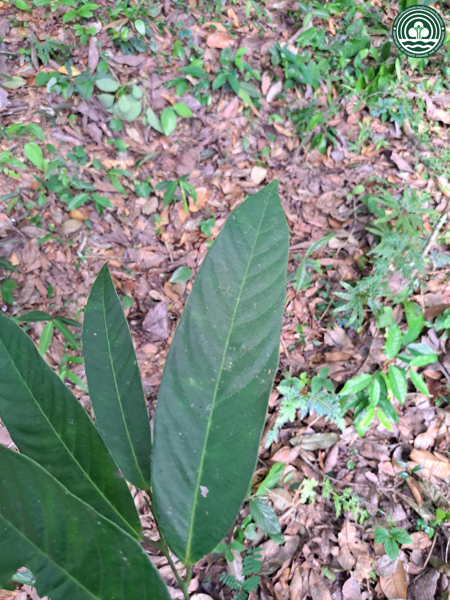 Diospyros wallichii