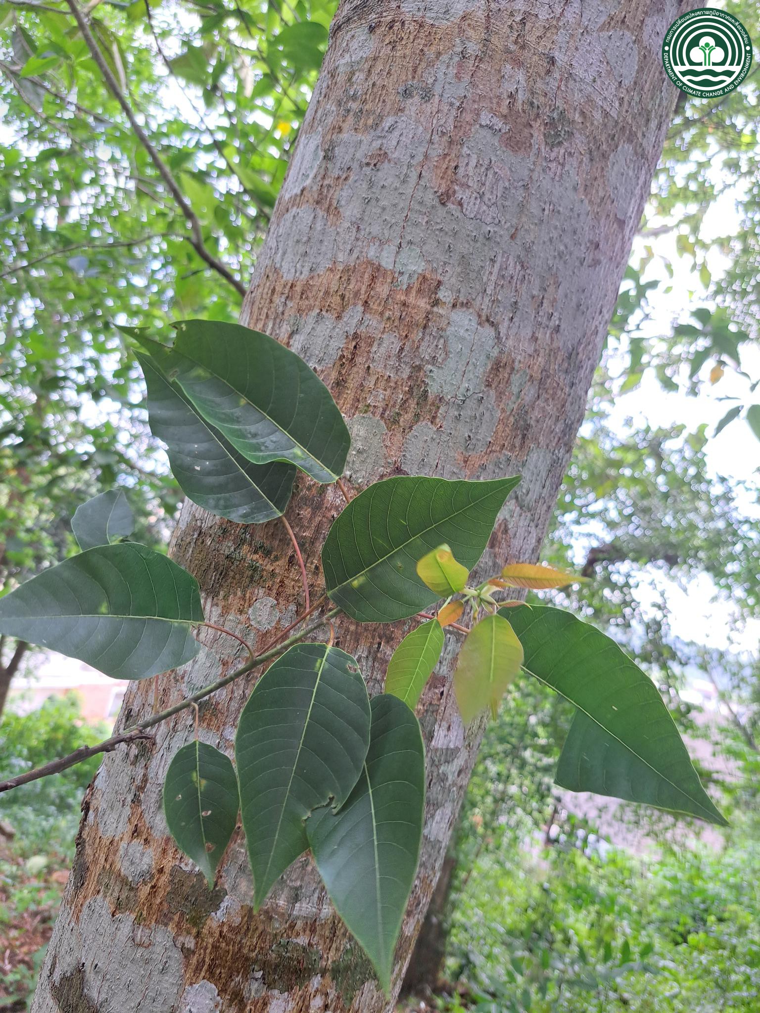 Balakata baccata