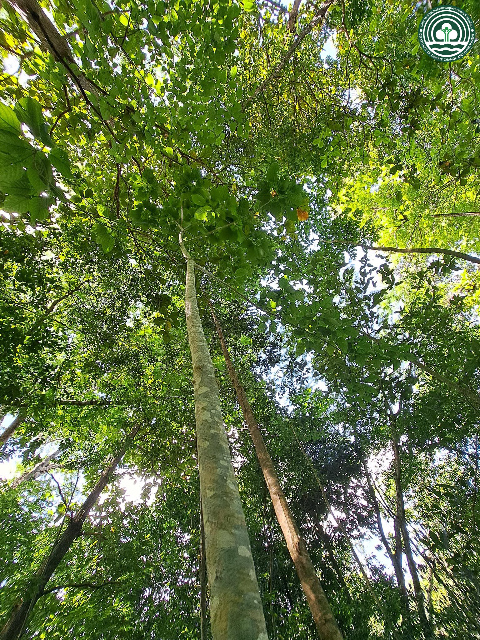 Claoxylon indicum
