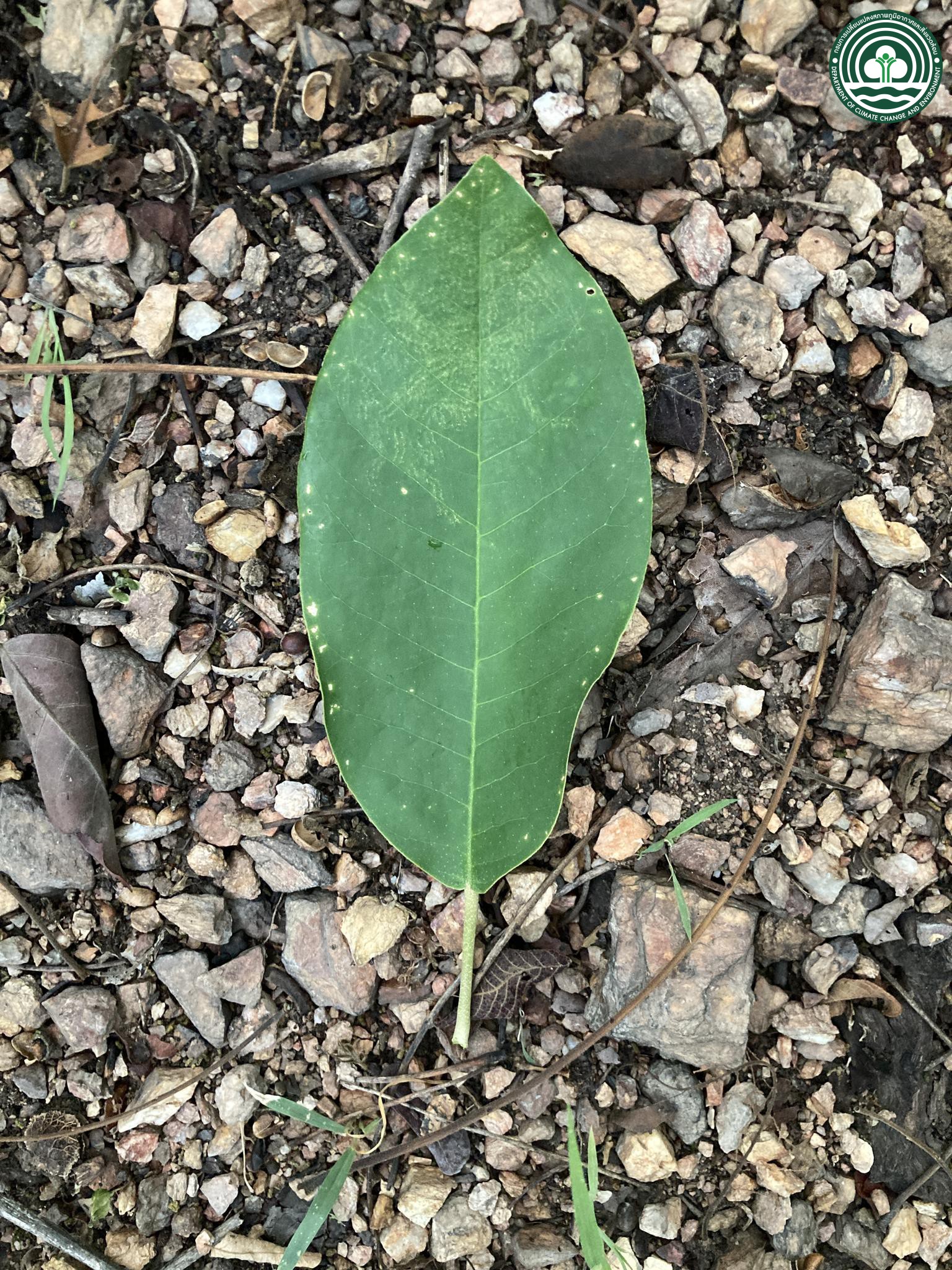 Croton hutchinsonianus