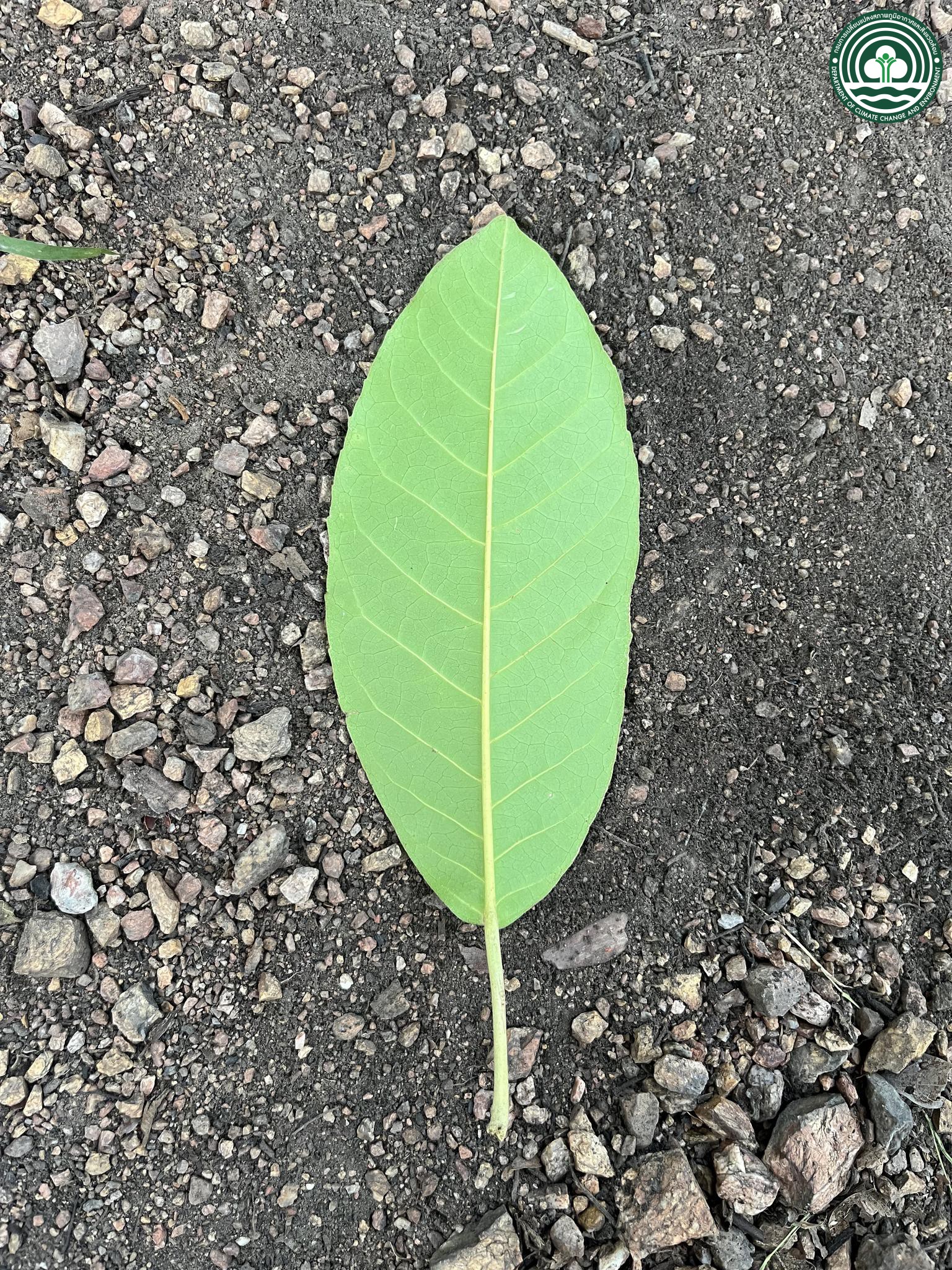 Croton persimilis