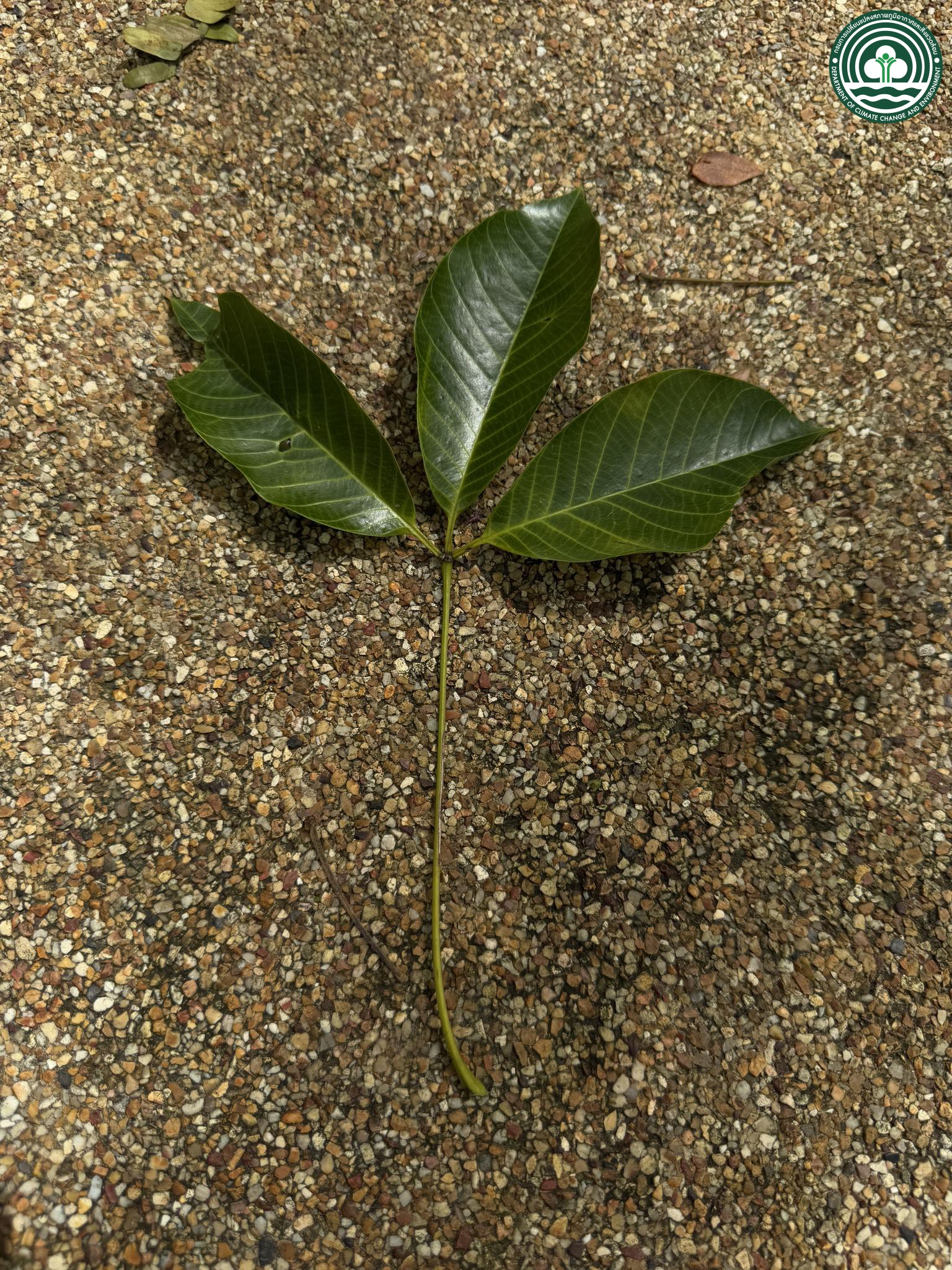 Hevea brasiliensis
