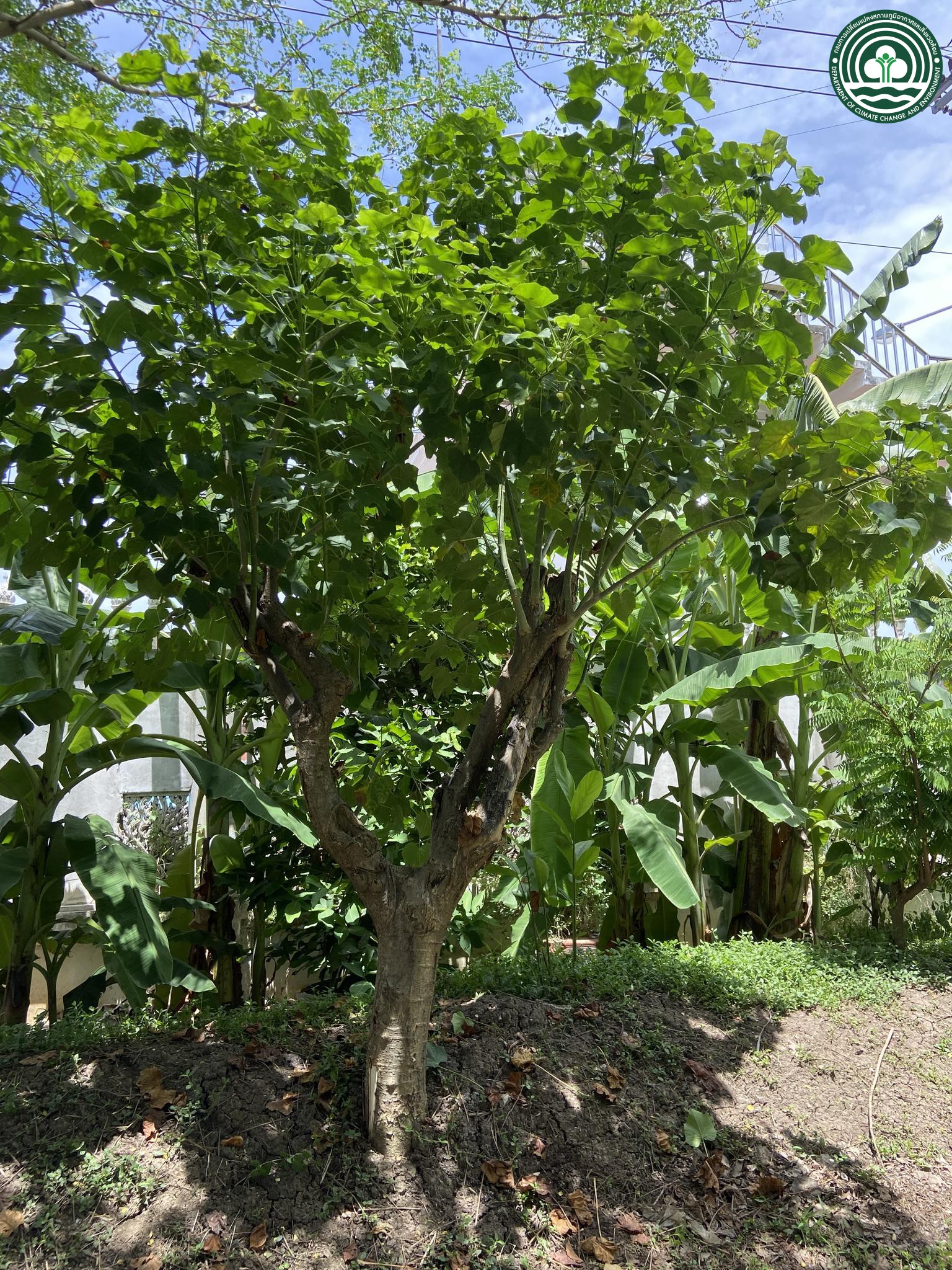 Jatropha curcas