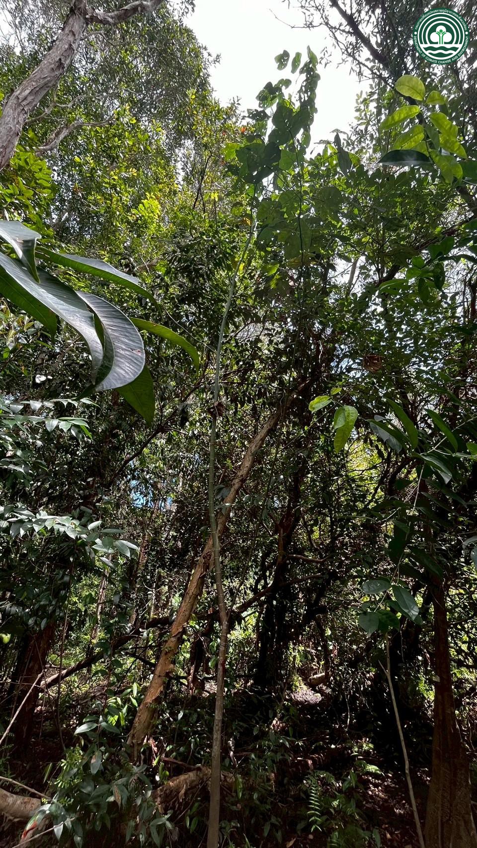 Macaranga pruinosa