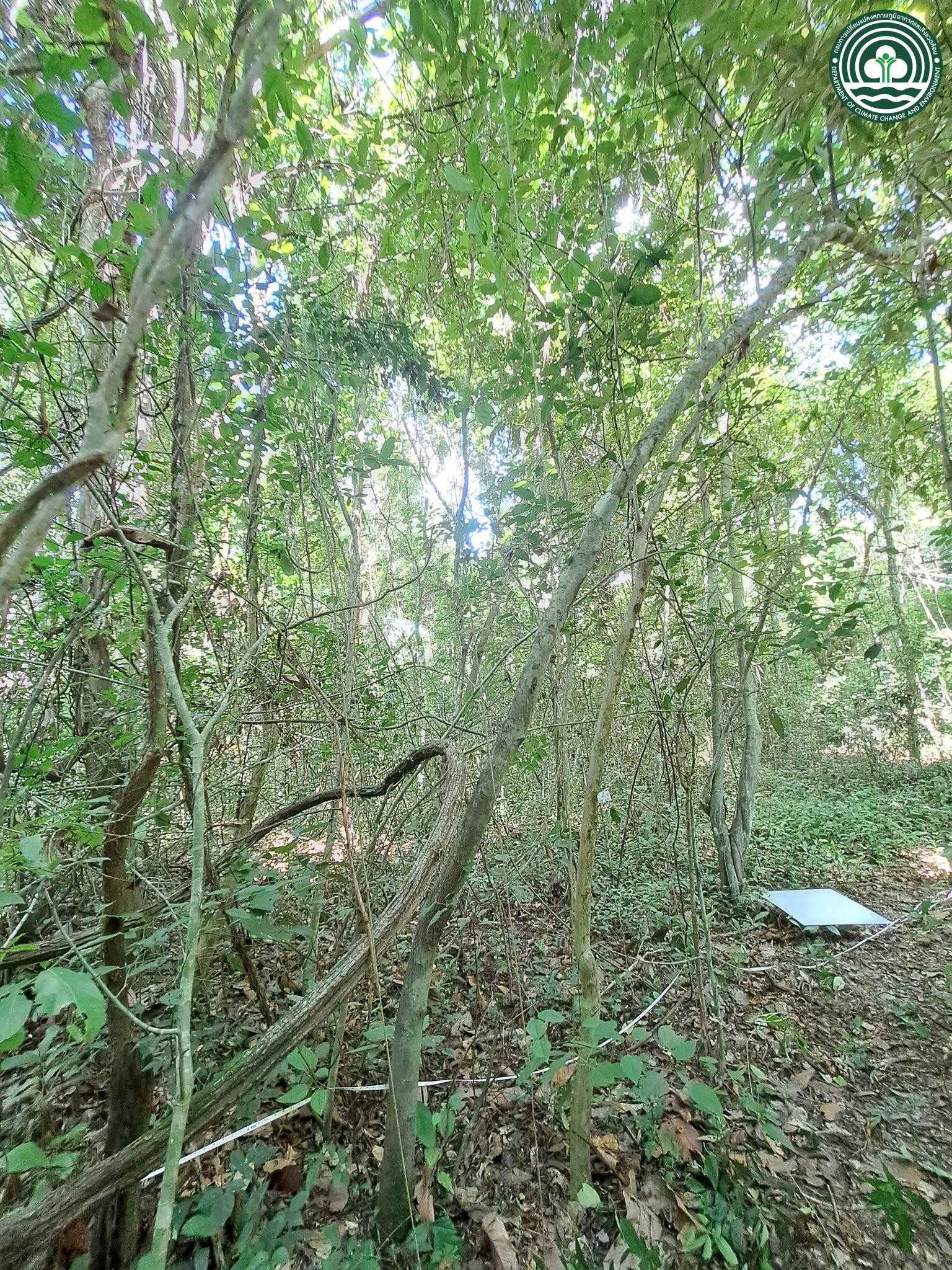 Mallotus philippensis