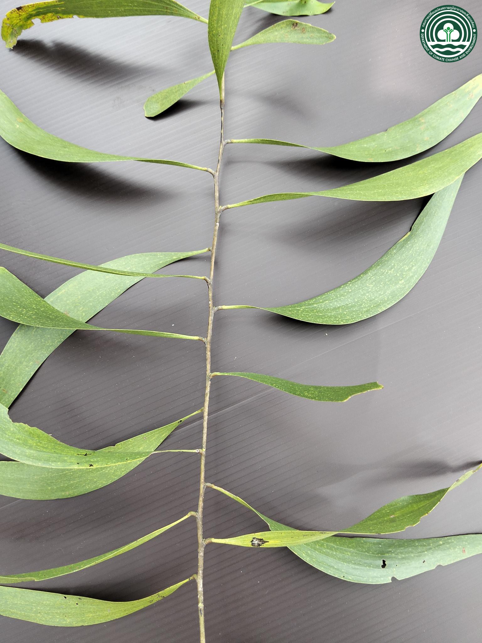 Acacia auriculiformis
