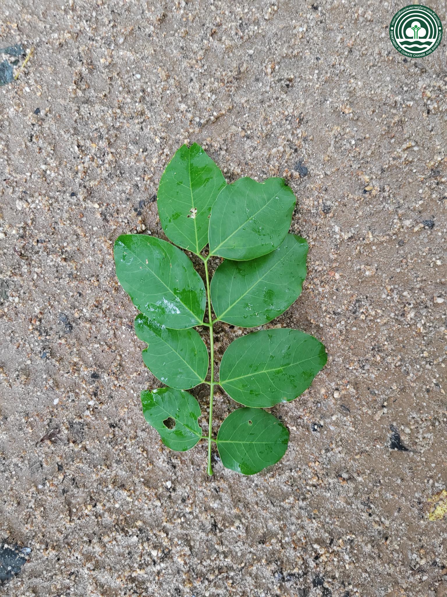 Afzelia xylocarpa