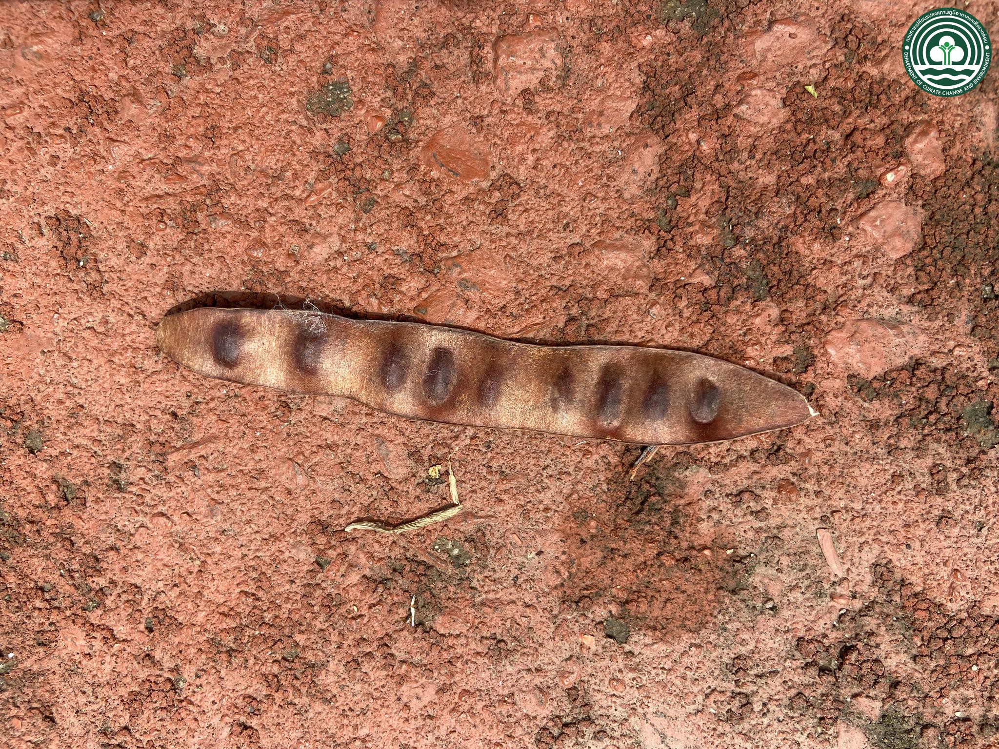 Albizia lebbekoides
