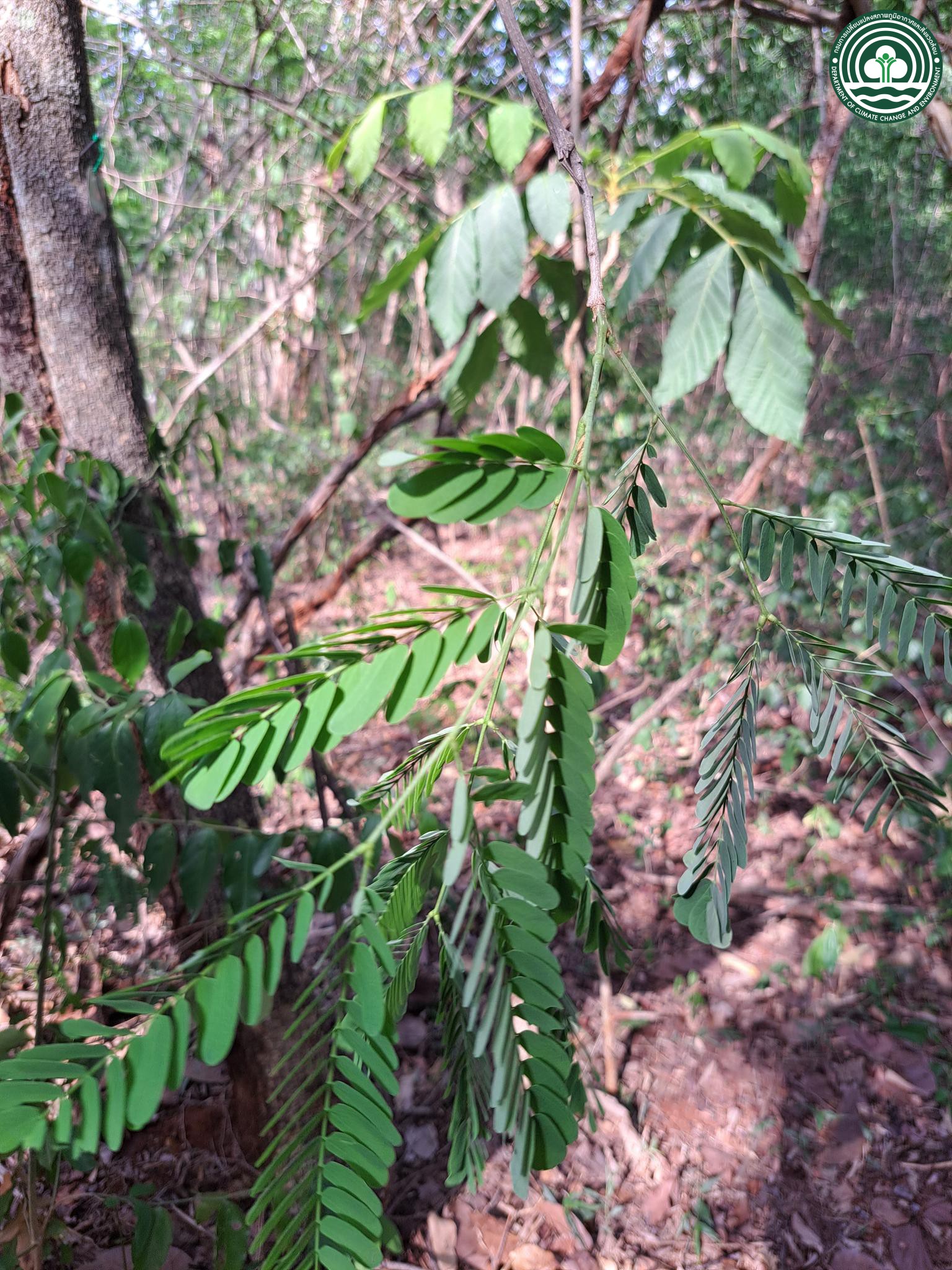 Albizia odoratissima
