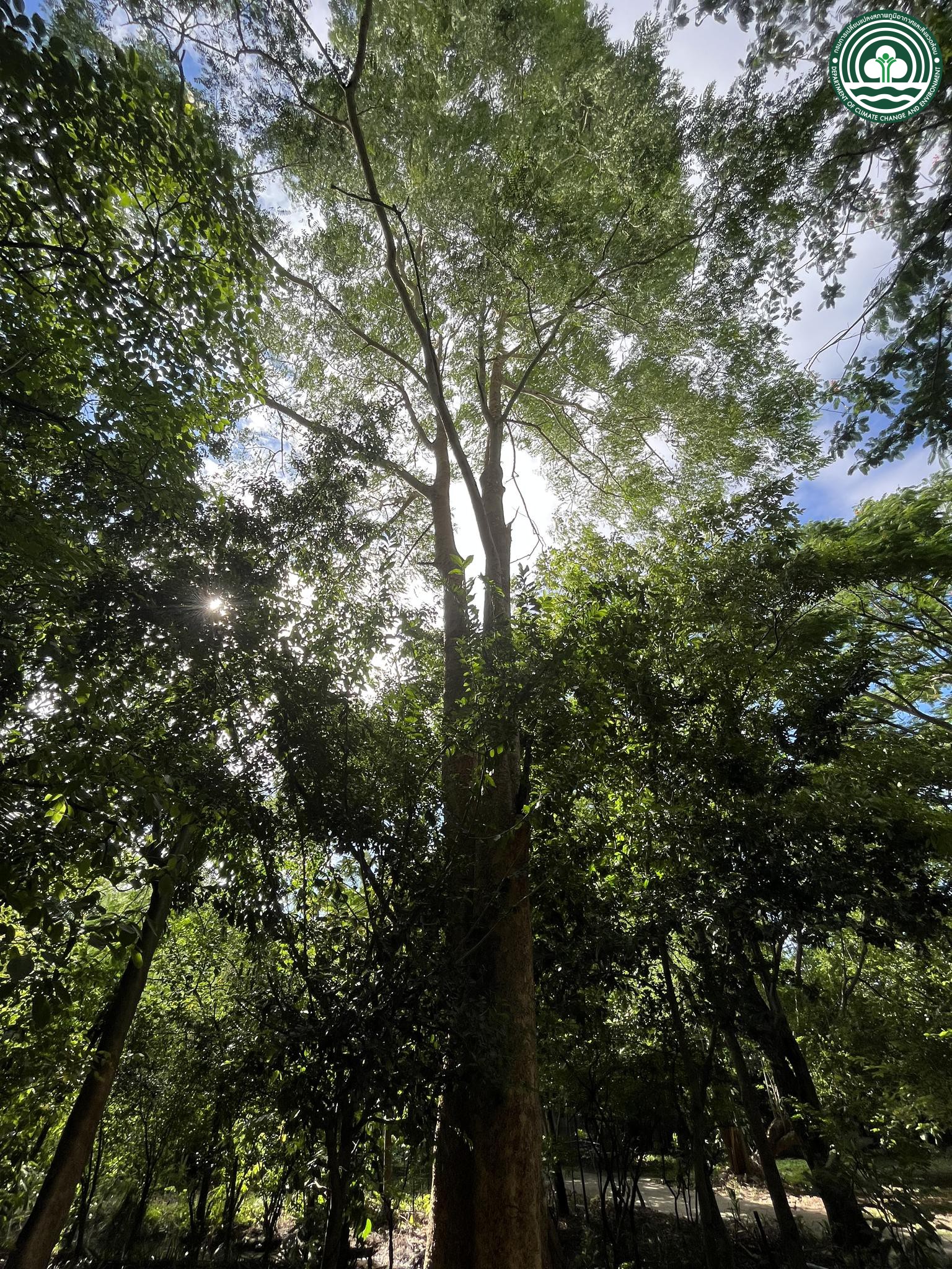 Albizia procera