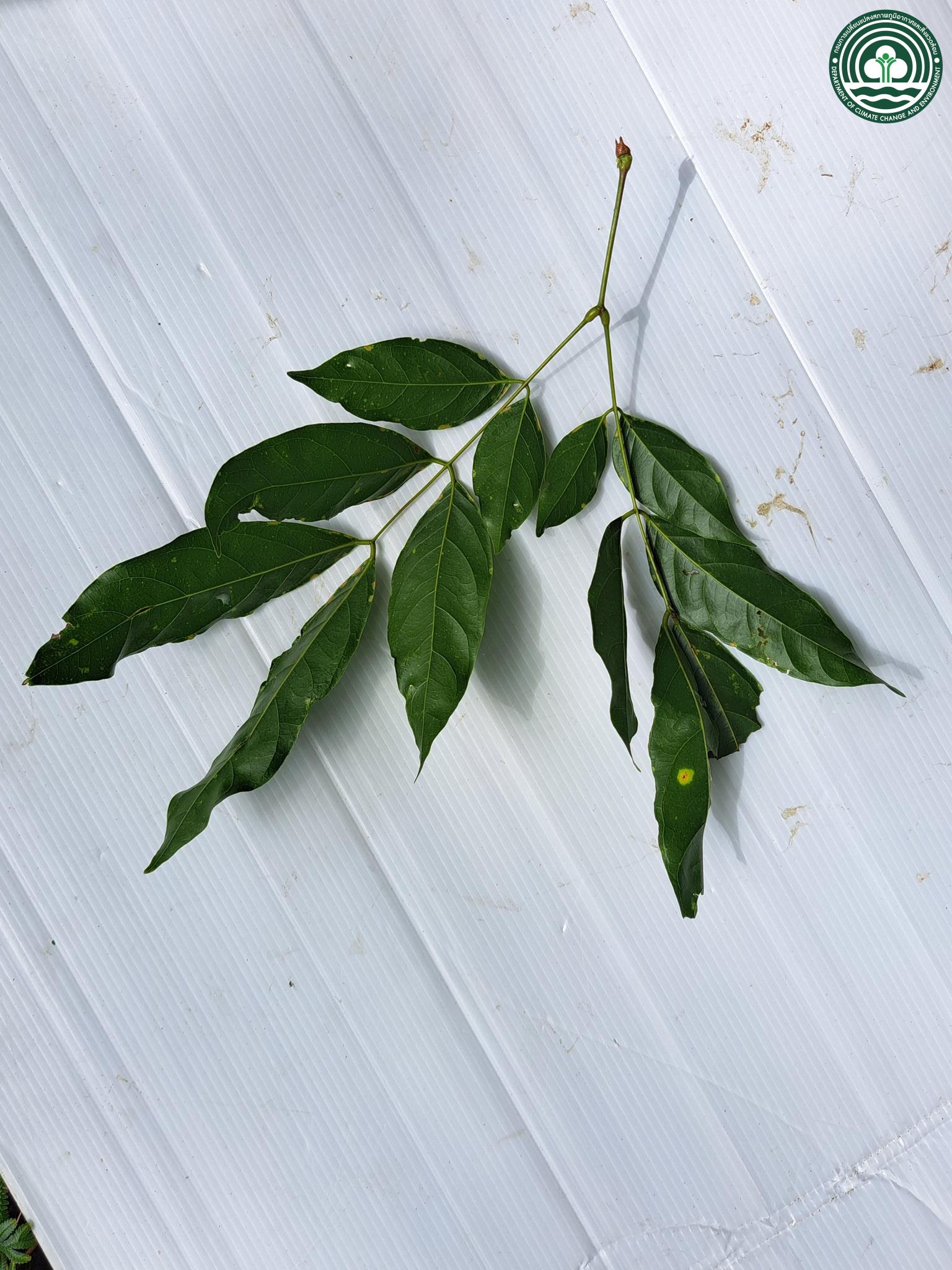 Archidendron jiringa