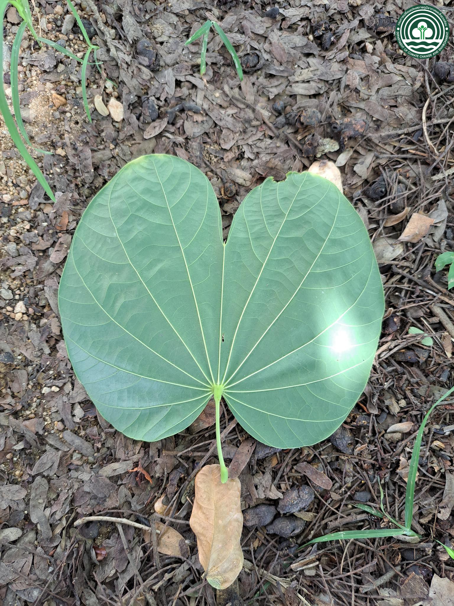 Bauhinia purpurea