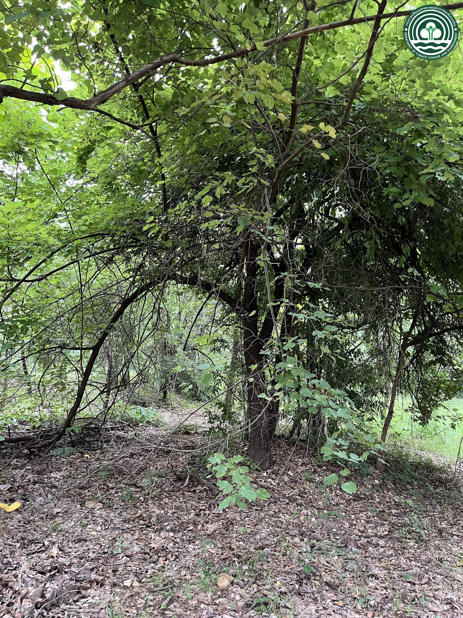 Bauhinia saccocalyx