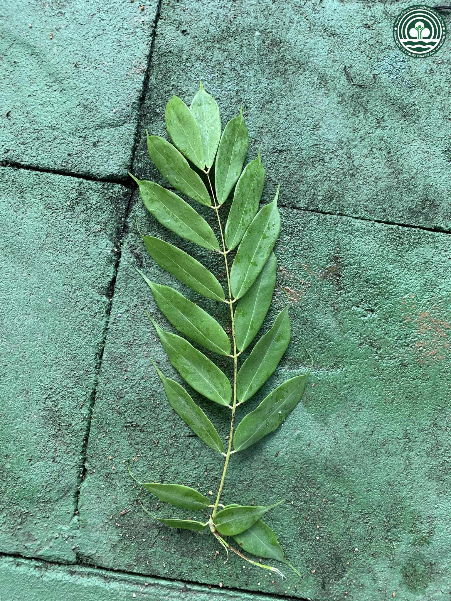 Brownea grandiceps