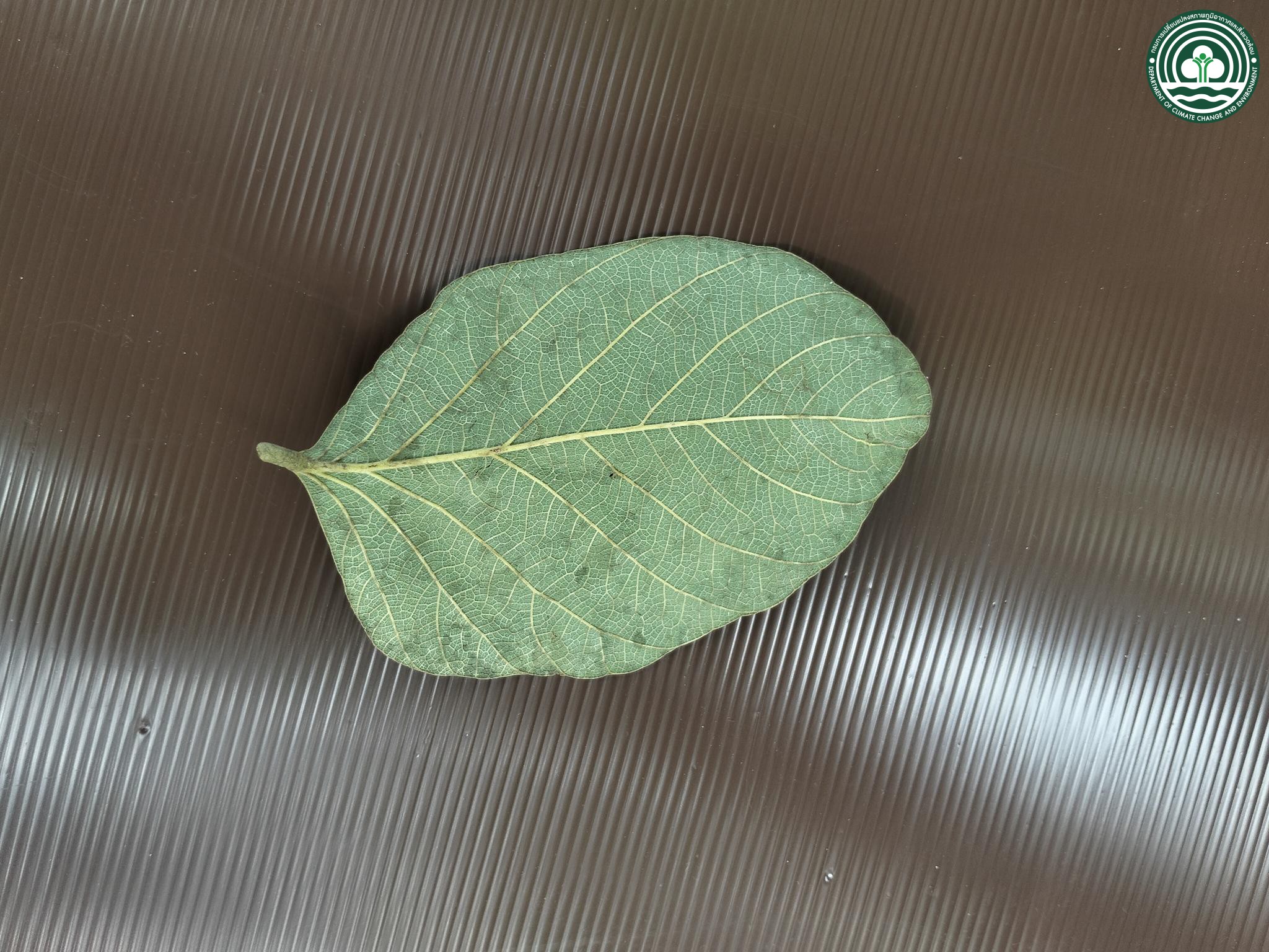 Butea monosperma