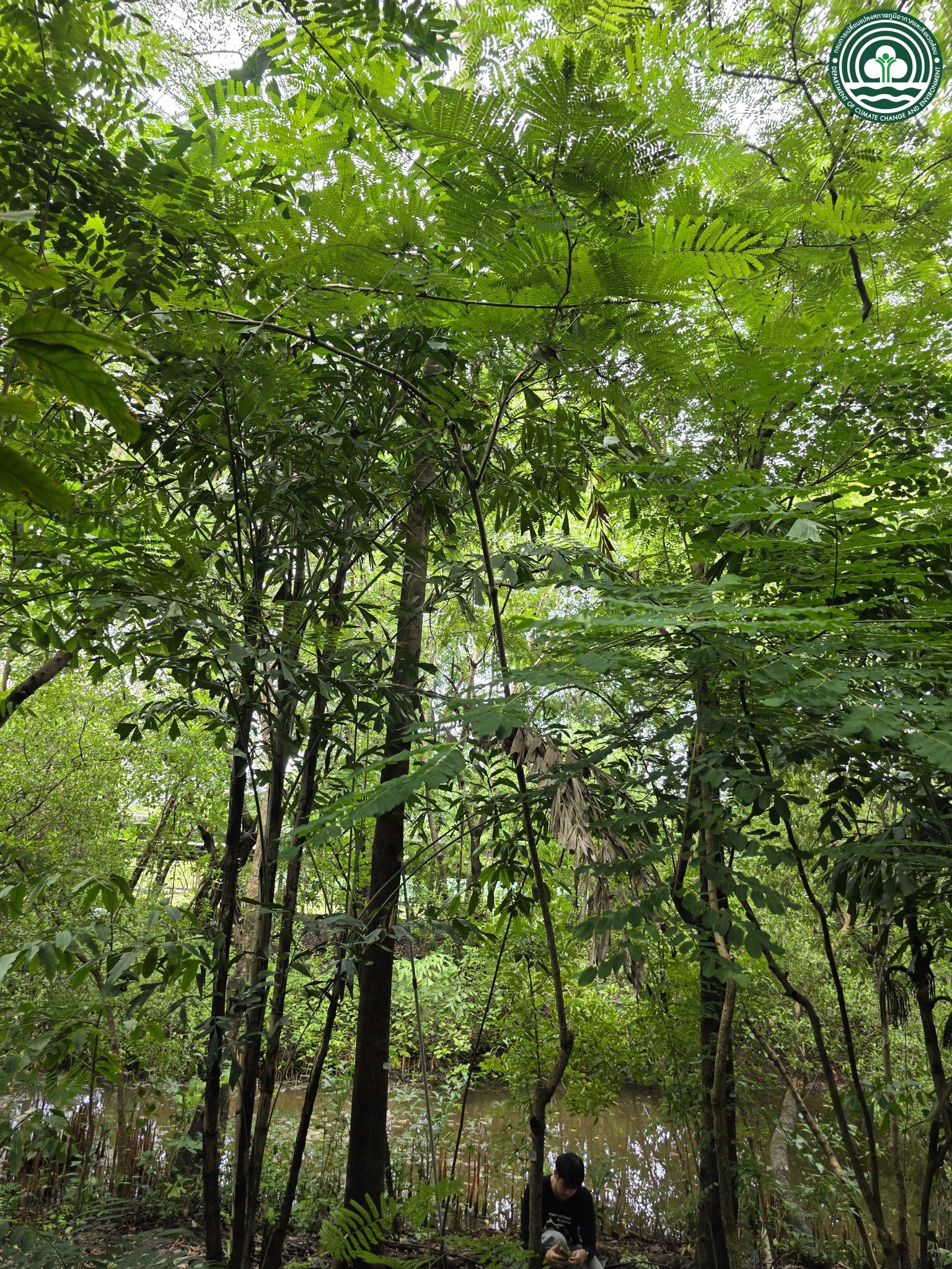 Caesalpinia sappan