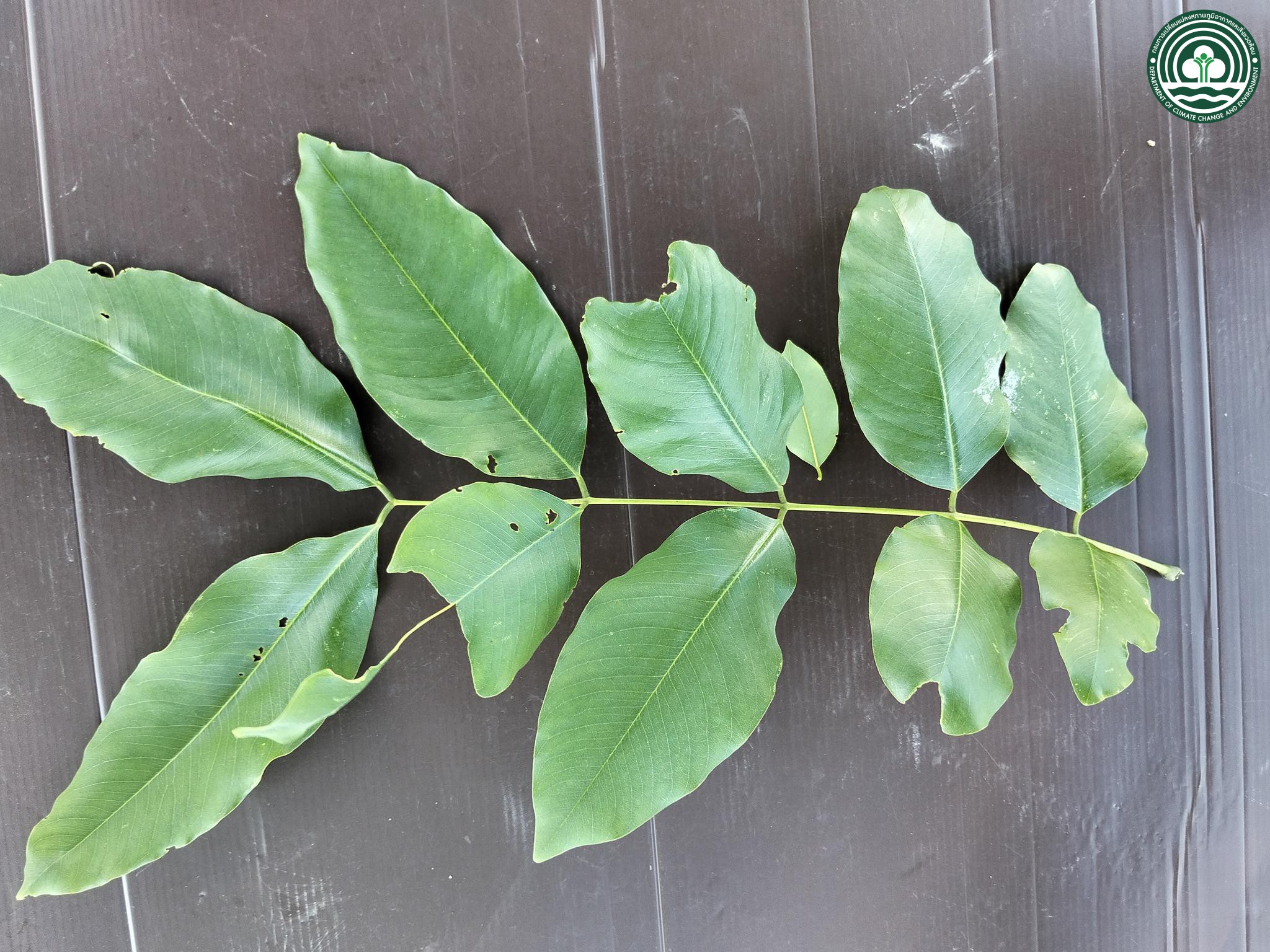 Cassia fistula
