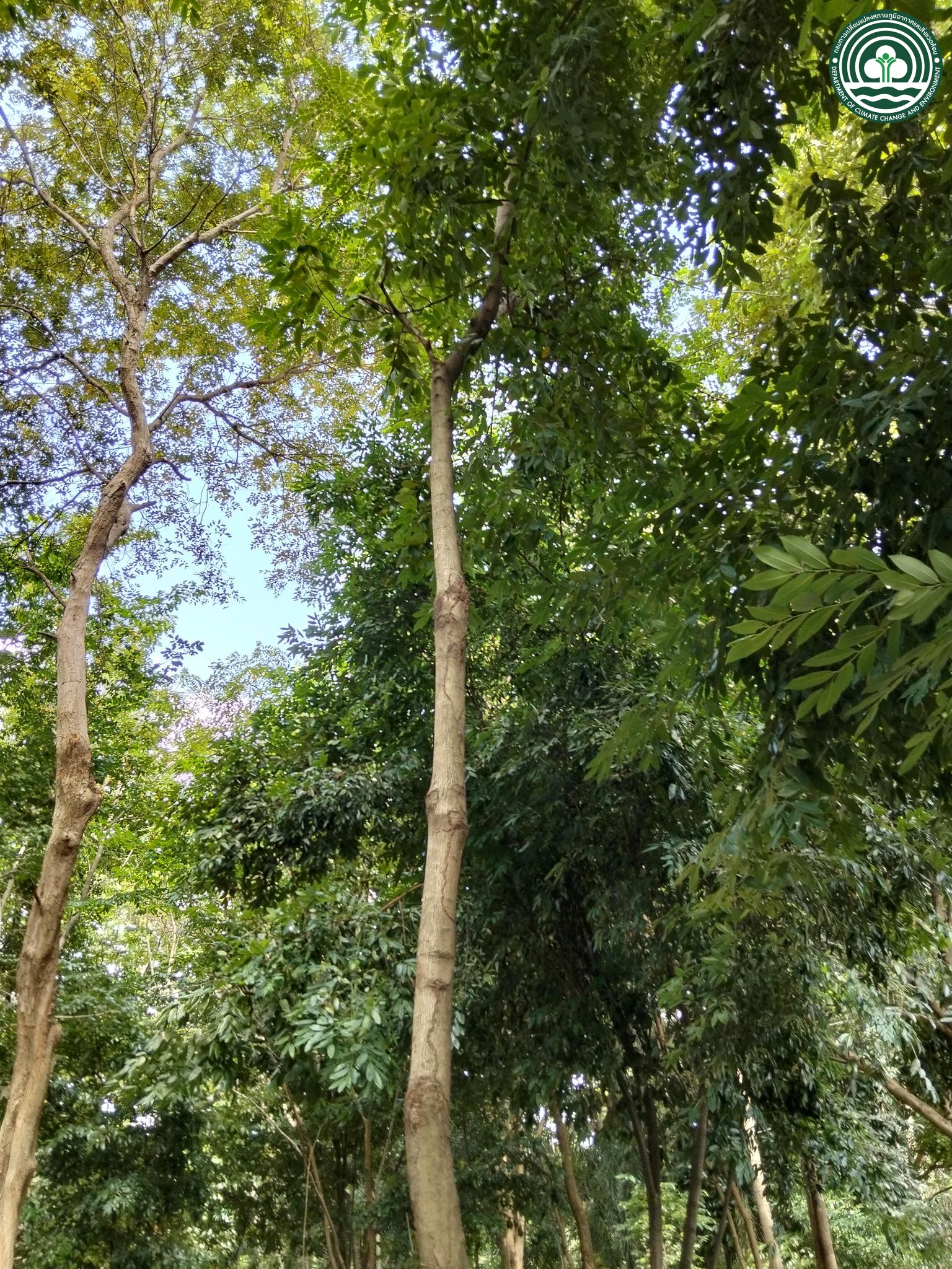 Cassia javanica