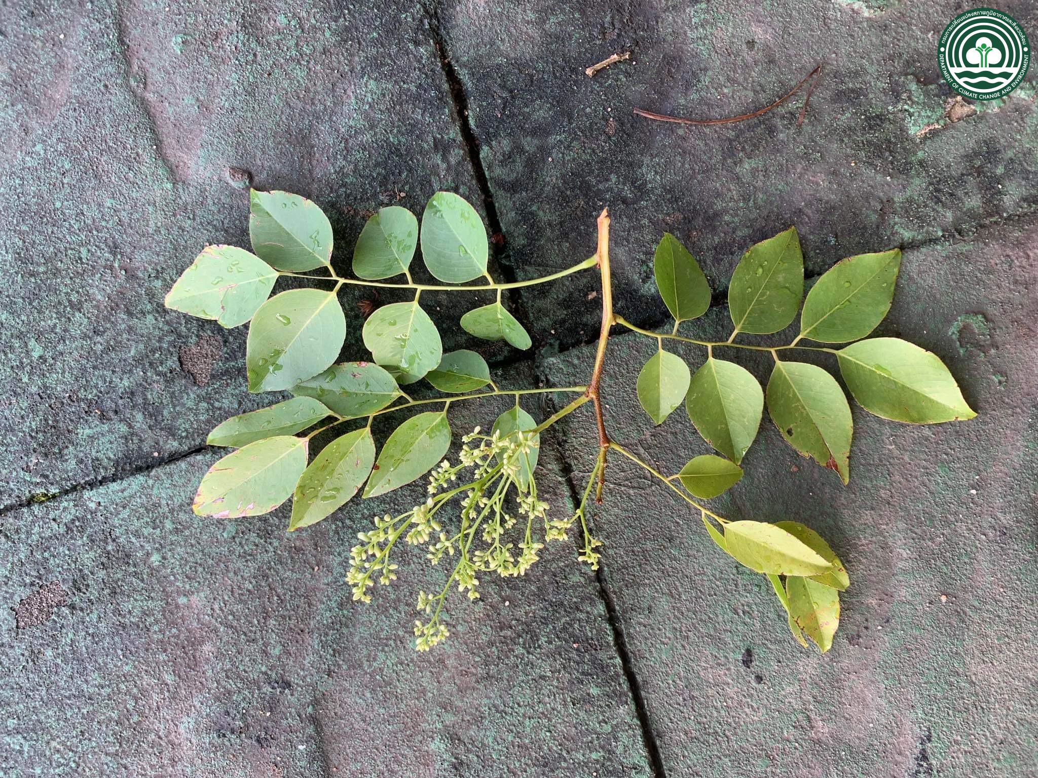 Dalbergia cochinchinensis