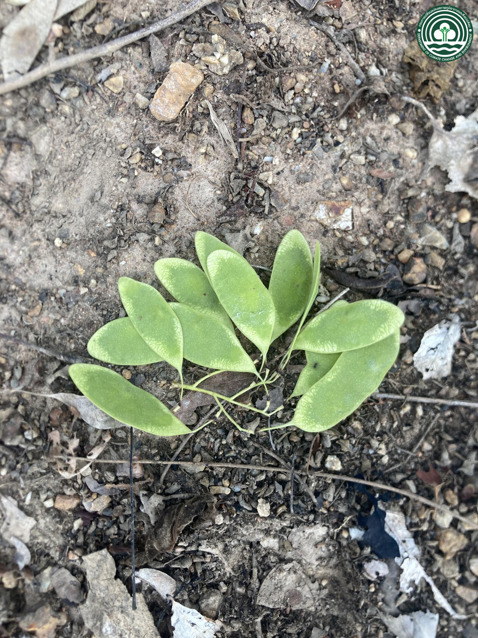  Dalbergia cultrata 
