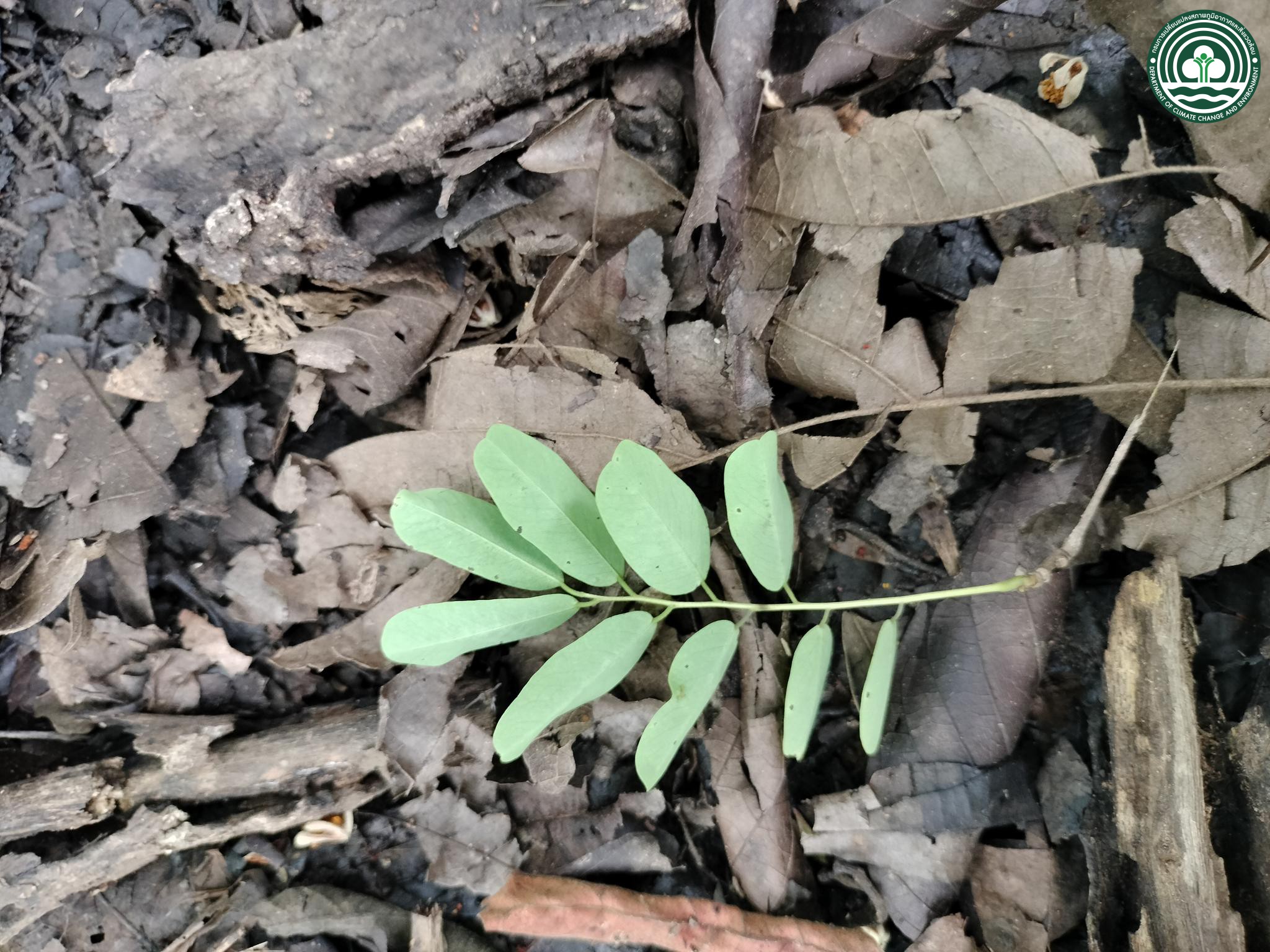 Dalbergia nigrescens