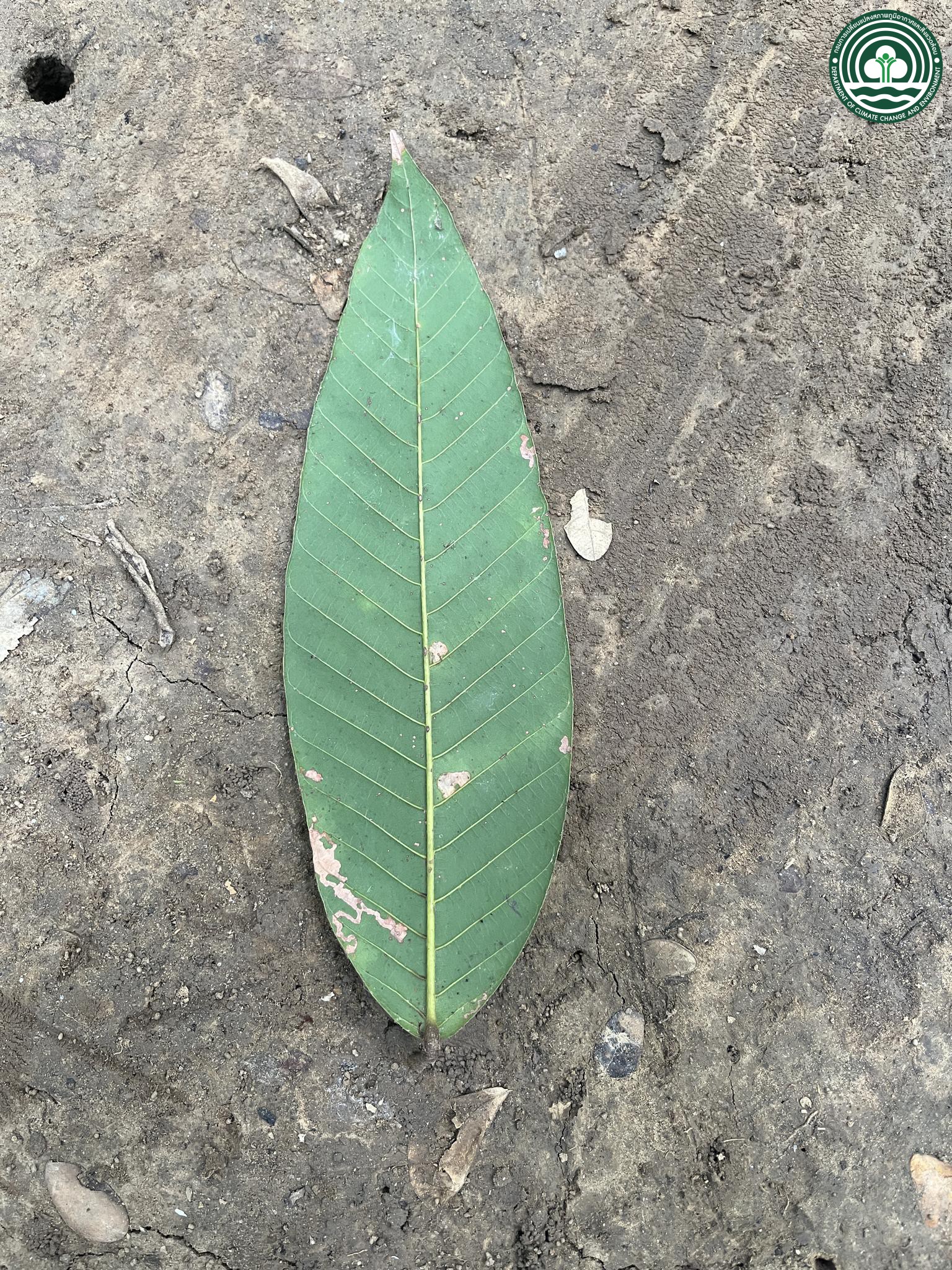 Dalbergia oliveri
