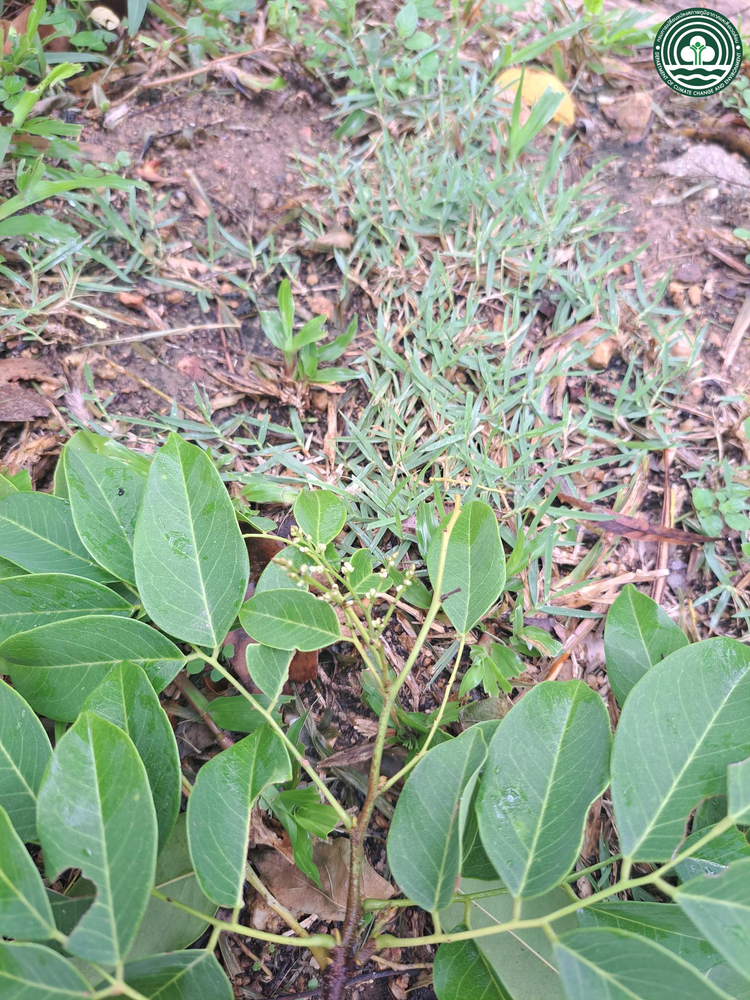 Dialium cochinchinense