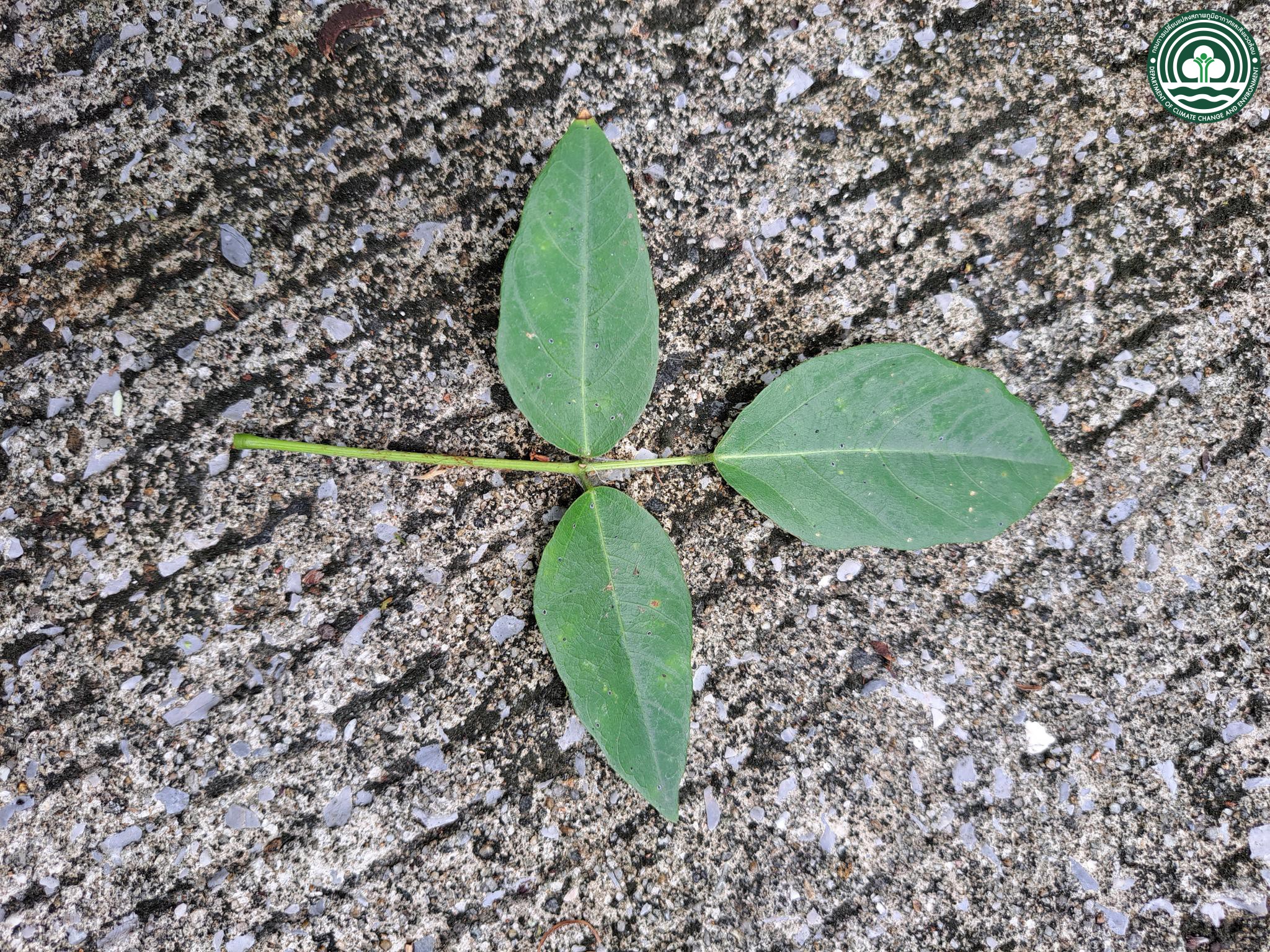Erythrina fusca