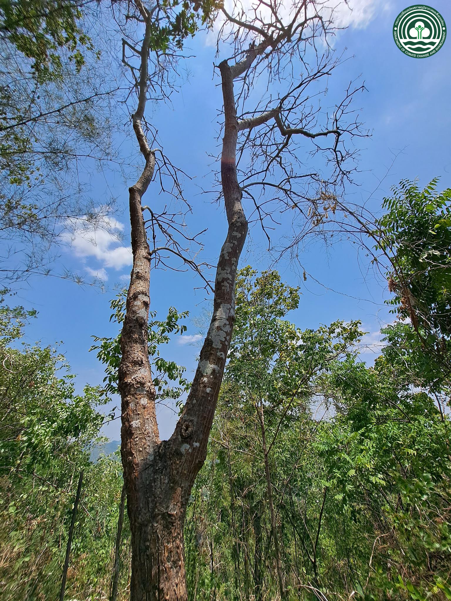 Erythrina stricta