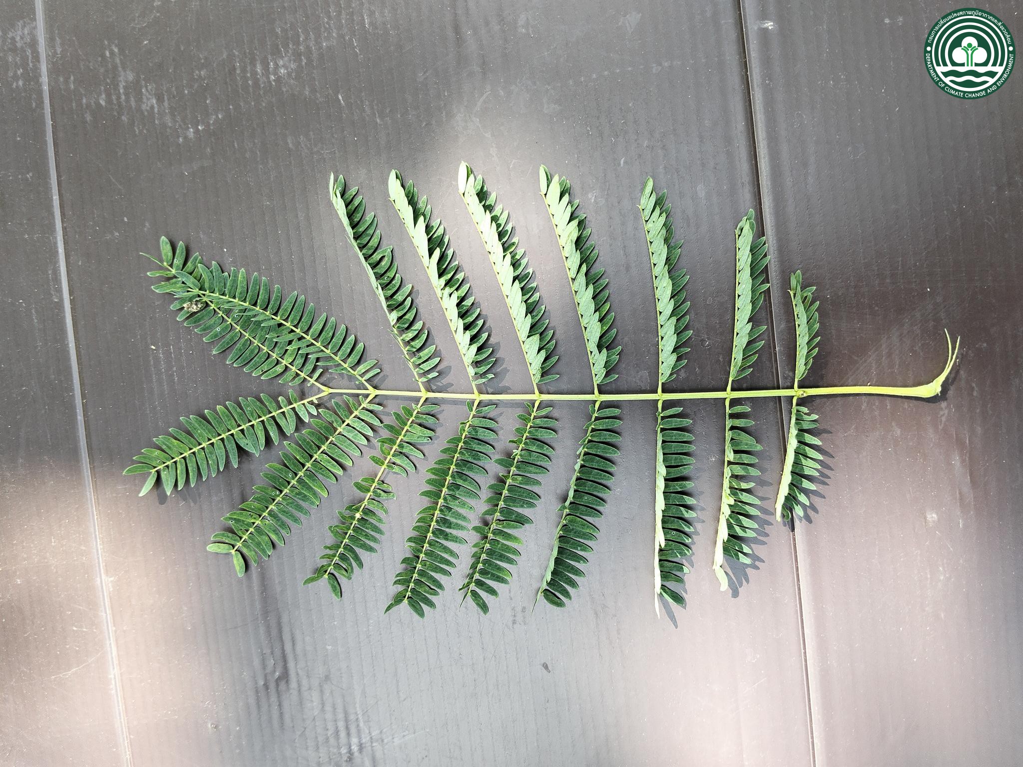 Leucaena leucocephala