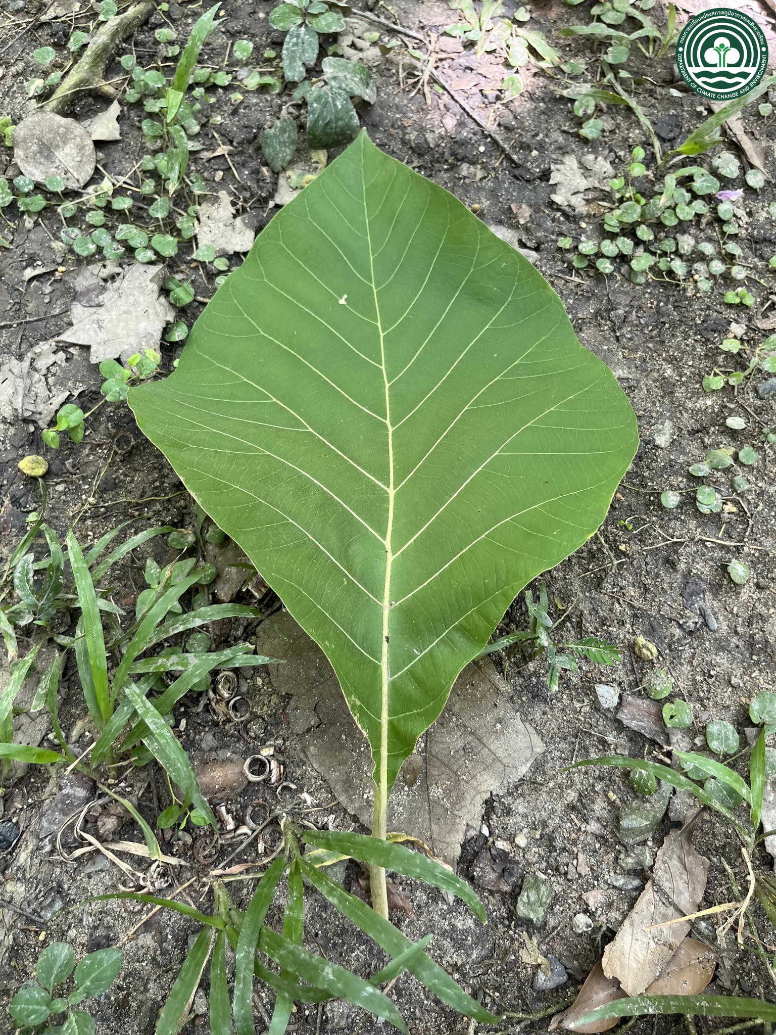 Millettia brandisiana