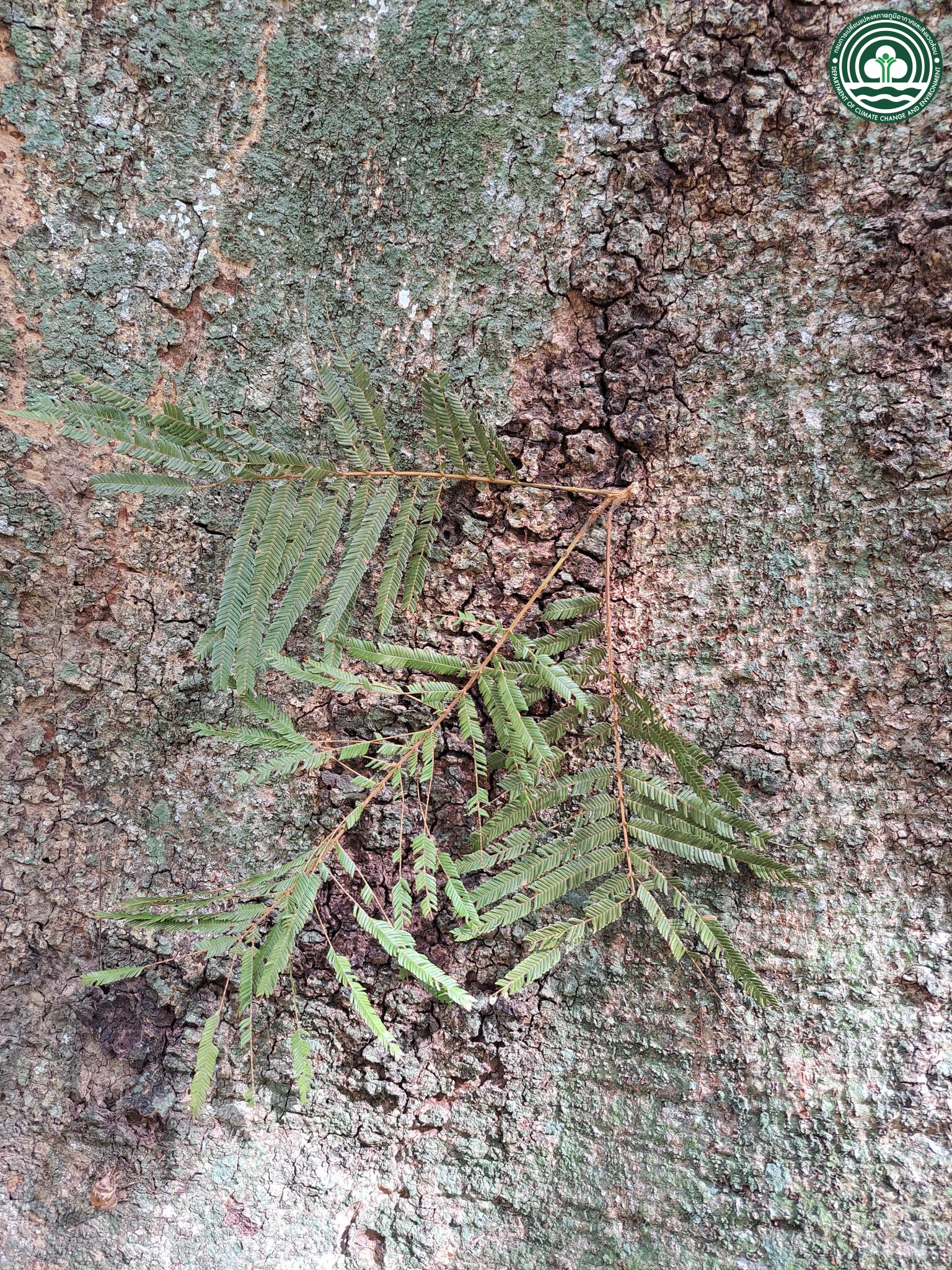 Parkia timoriana