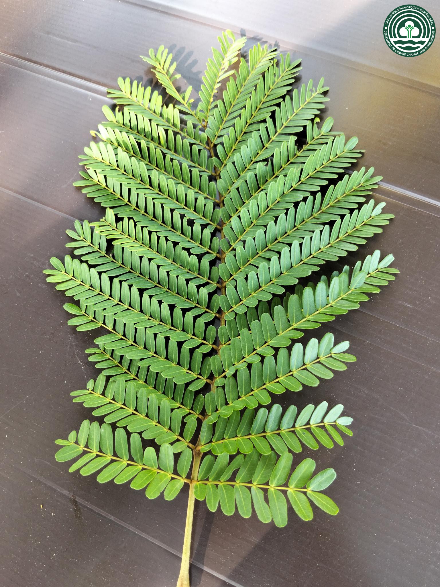 Peltophorum pterocarpum