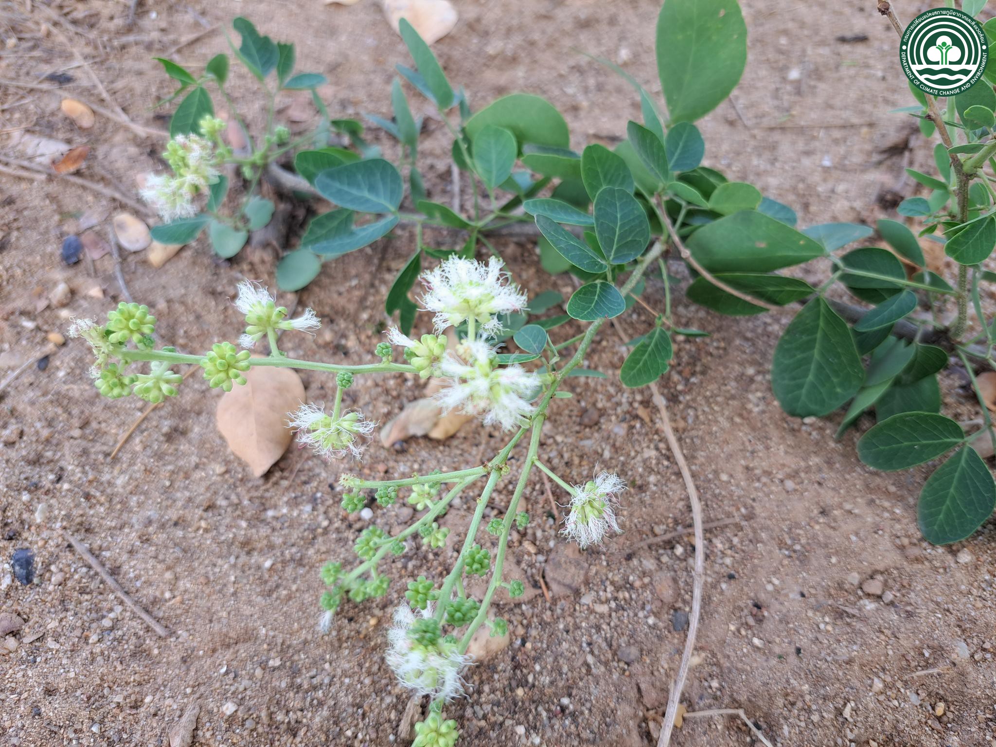Pithecellobium dulce