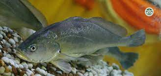 Boesemania microlepis