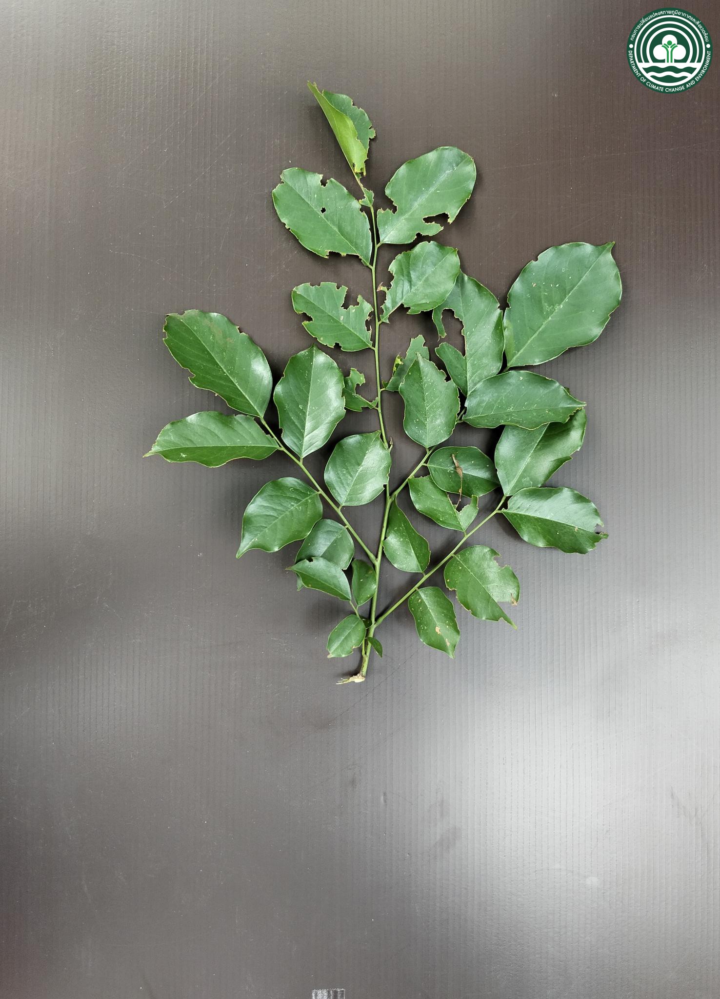 Pterocarpus indicus