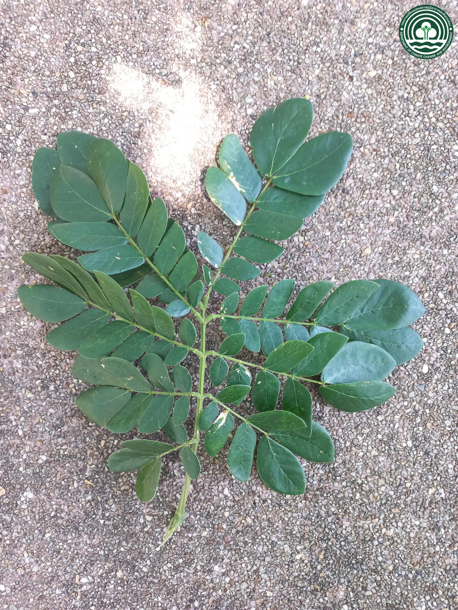 Samanea saman