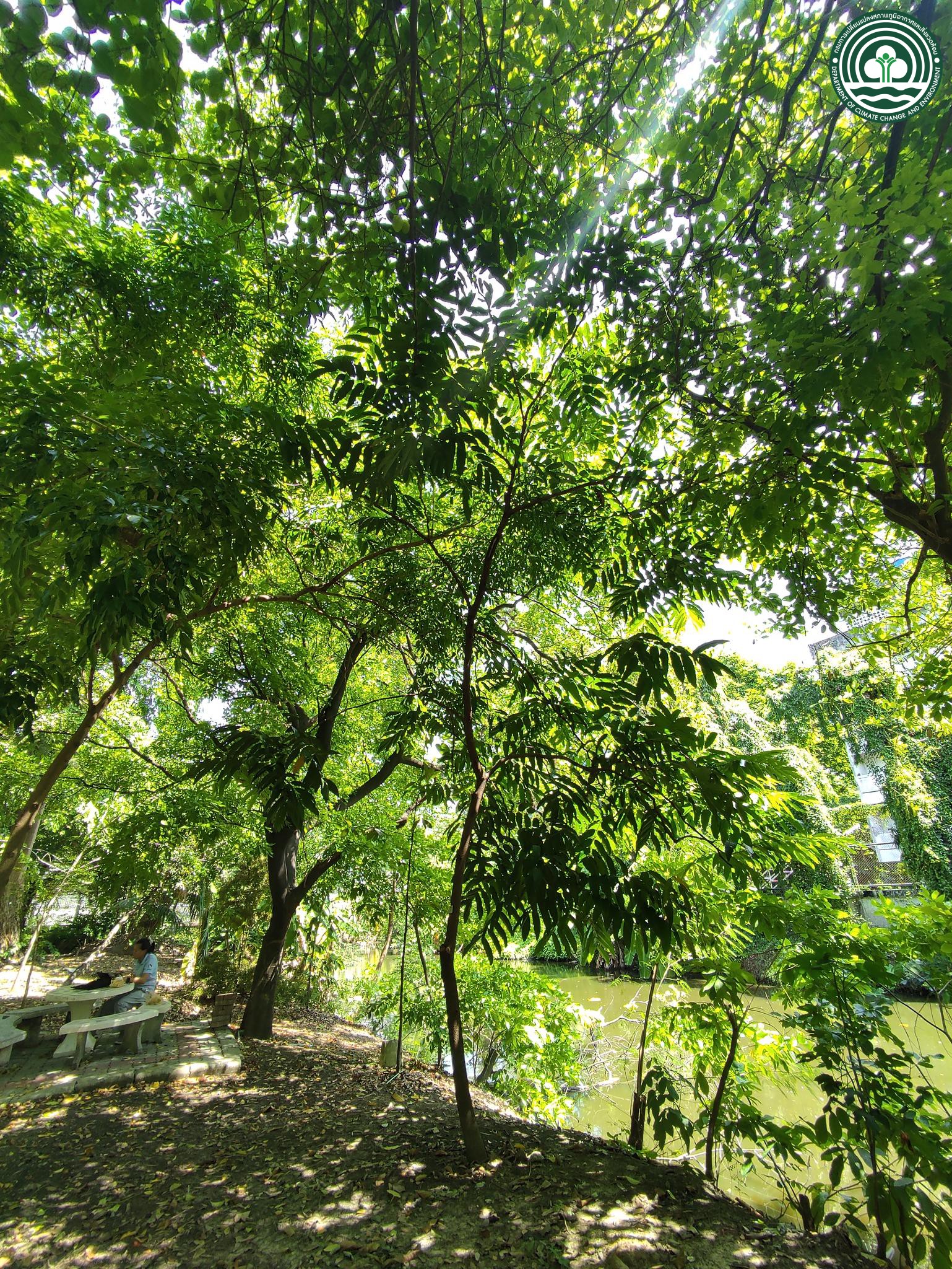 Saraca thaipingensis