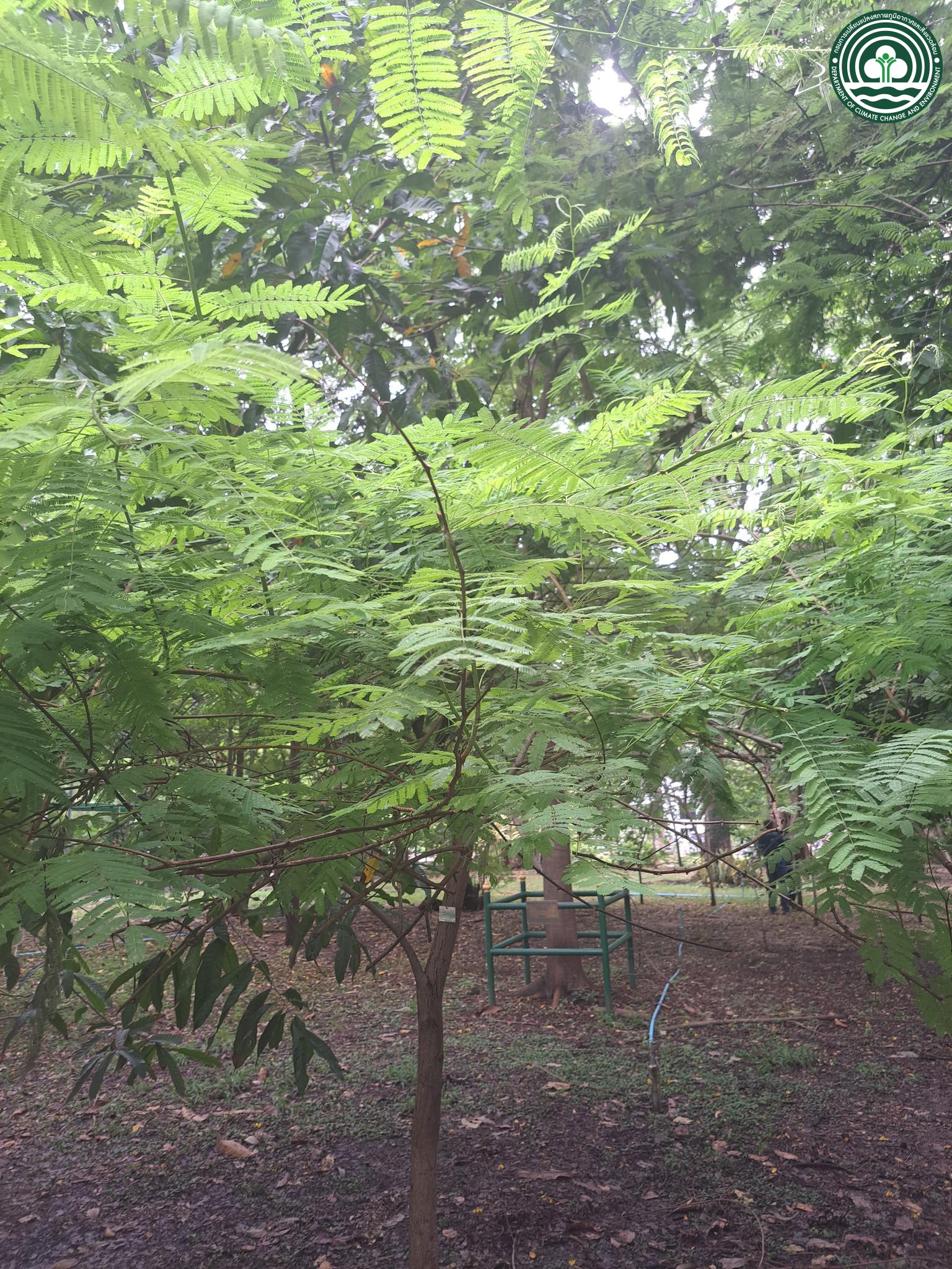 Senegalia catechu