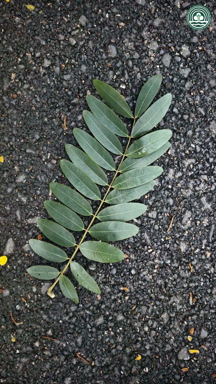 Senna siamea