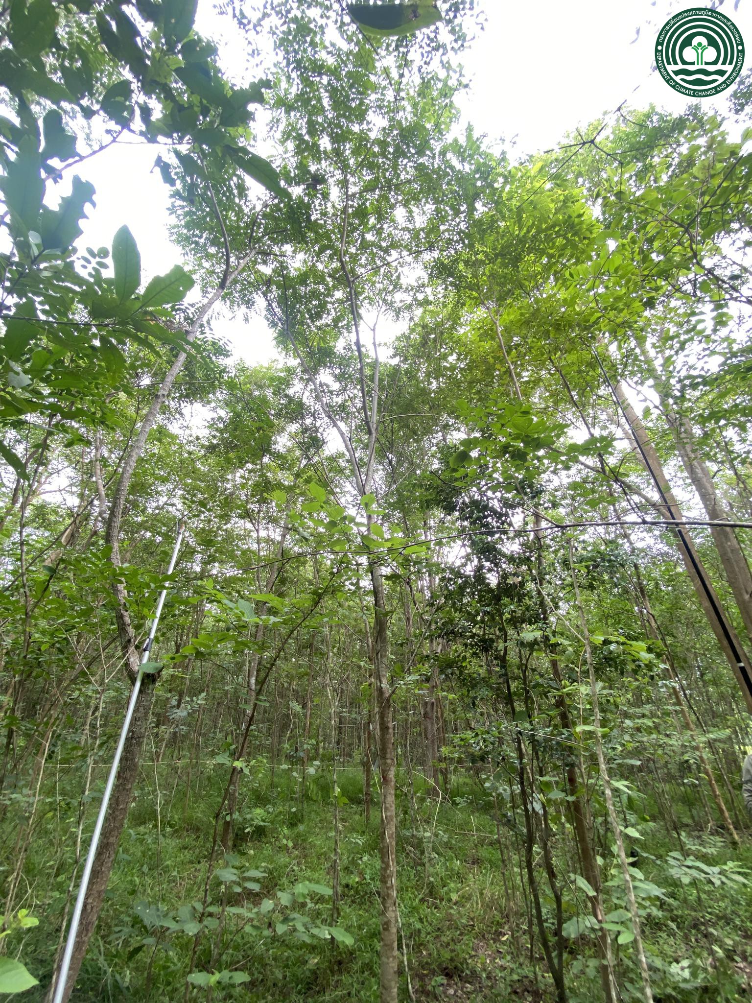 Senna spectabilis