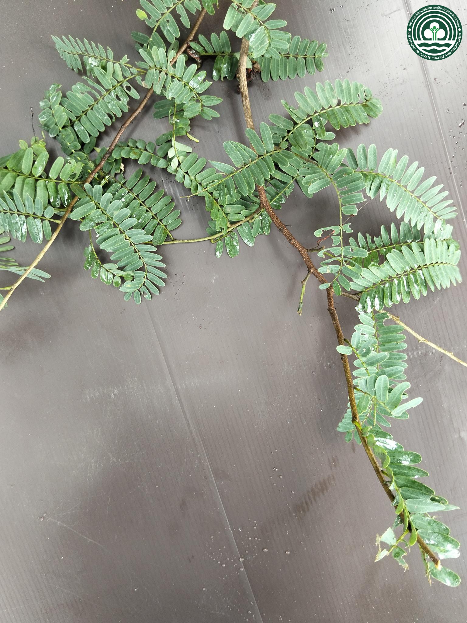 Tamarindus indica