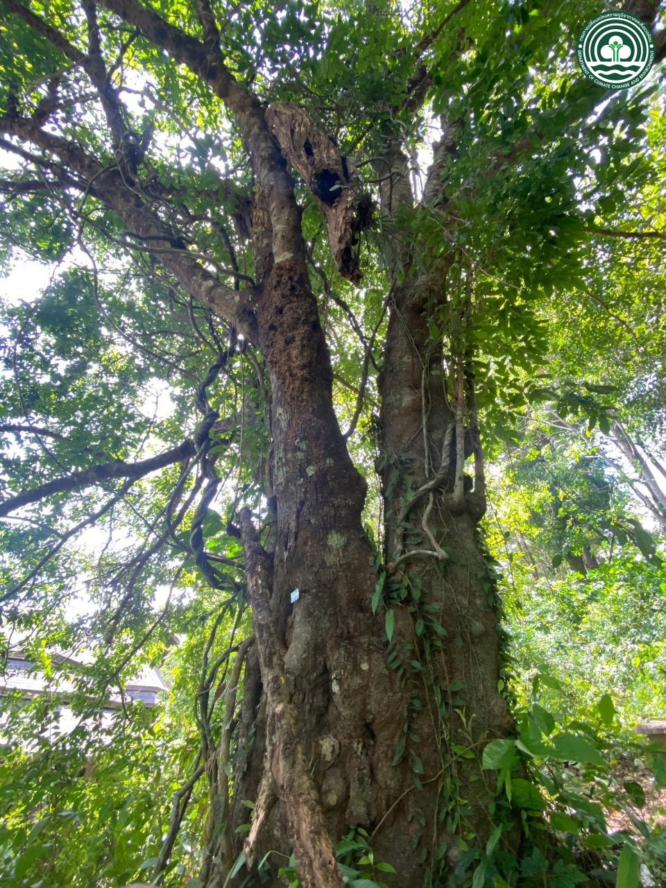 Castanopsis nephelioides